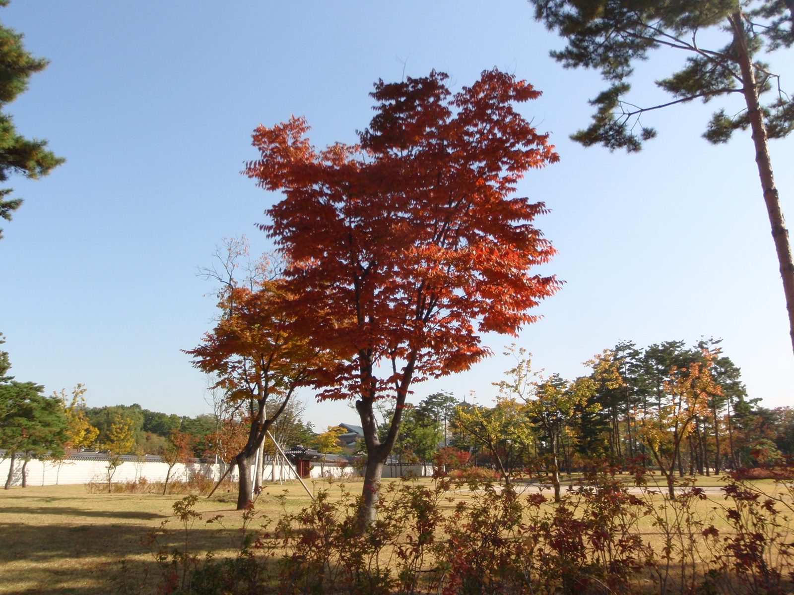 Pretty tree changing to fall colors.  This seems so incongruous sitting here in the southern...