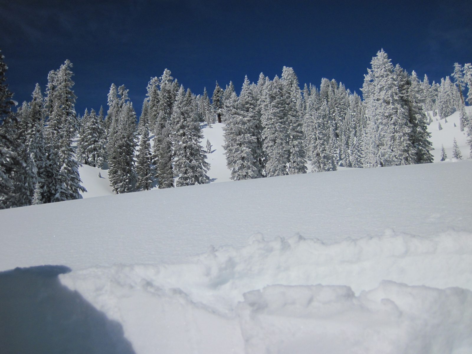 Blue skies and snowy trees. We had gorgeous weather on the morning of our second day out.