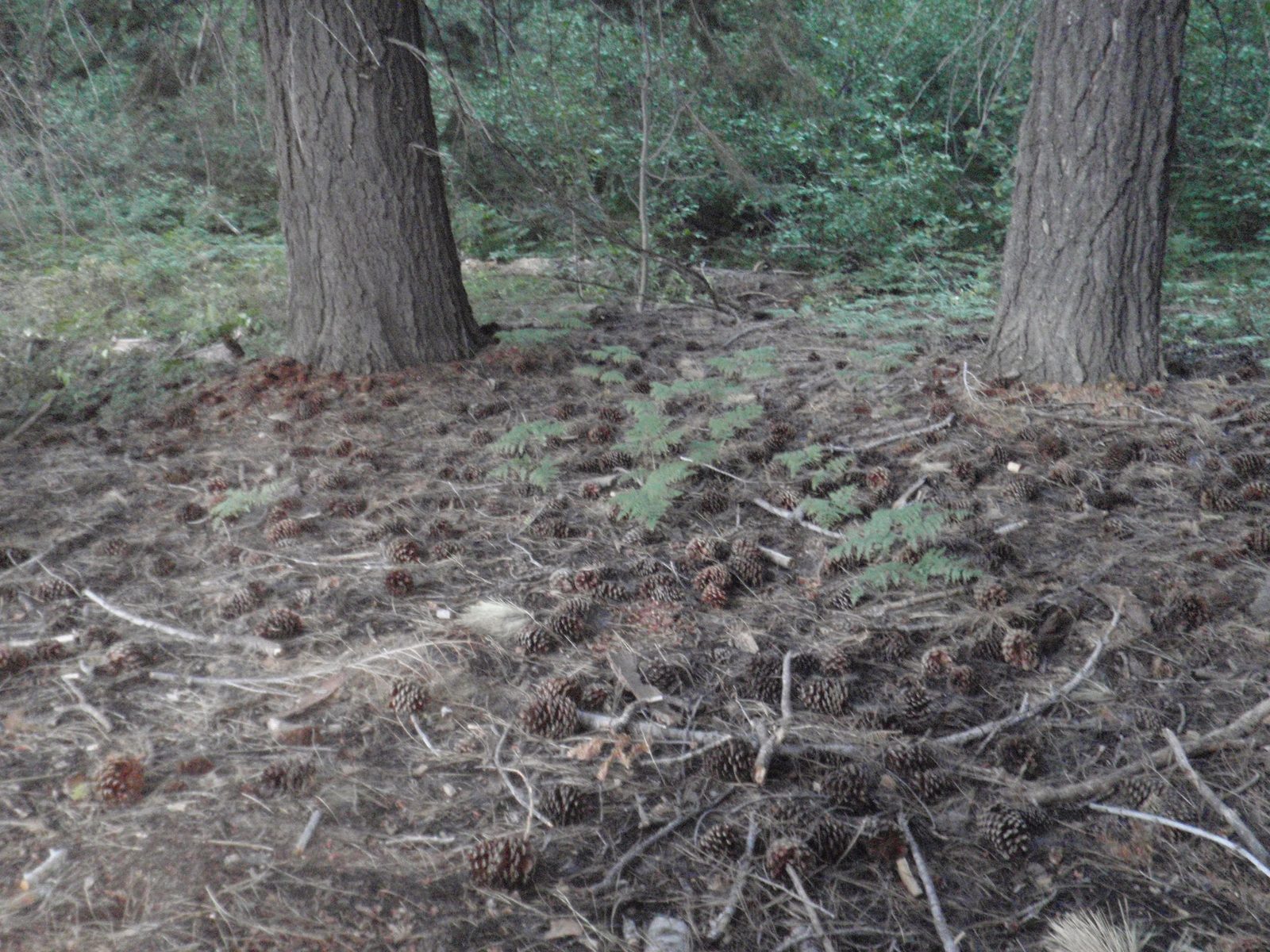 Pinecone forest.