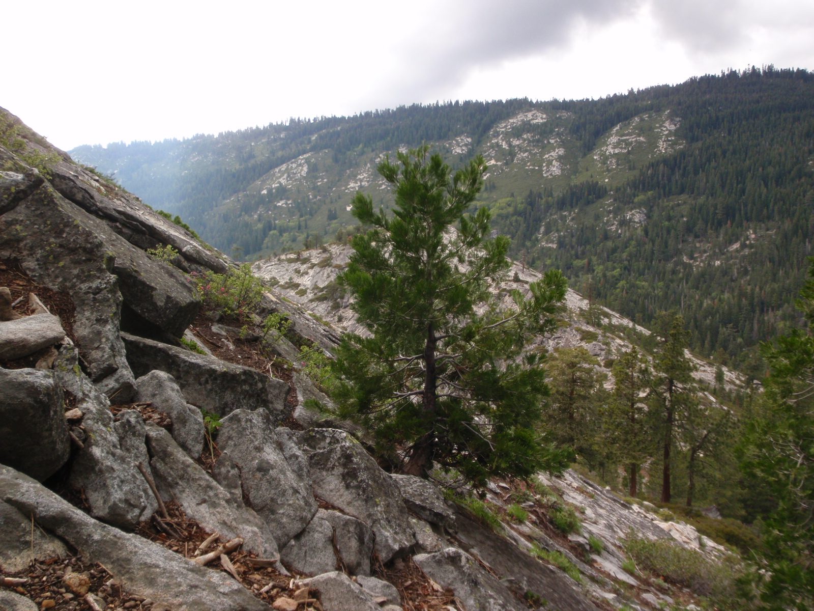 A lone tree, along the trail on the hike back down.