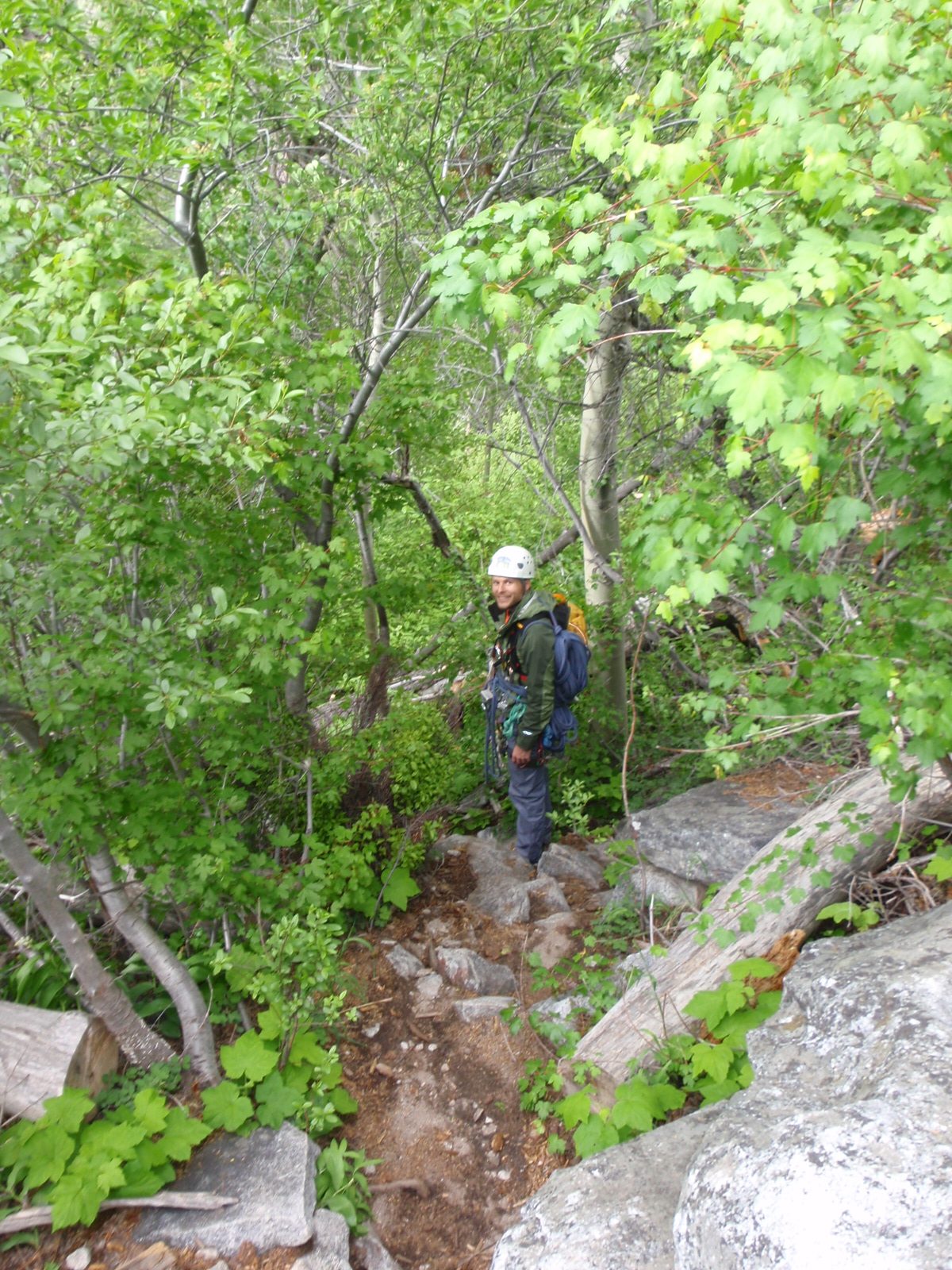 Everything was very green for the middle of June in the Sierras.