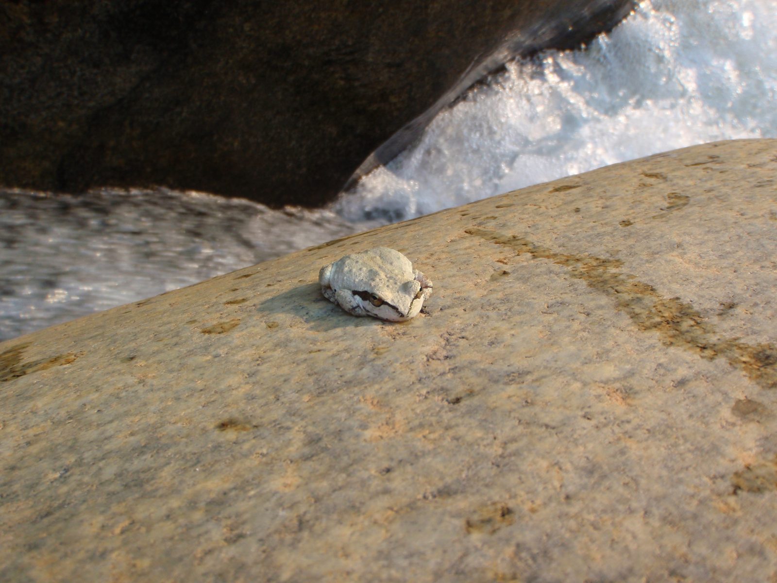 A frog I found hanging out by the river.  This guy didn't budge all day and all night.  I guess...