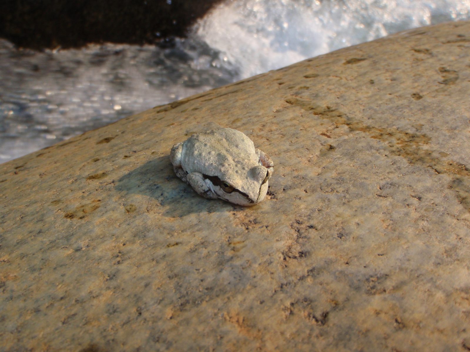 Frog again, a little closer.   About as close as I wanted to get to him.