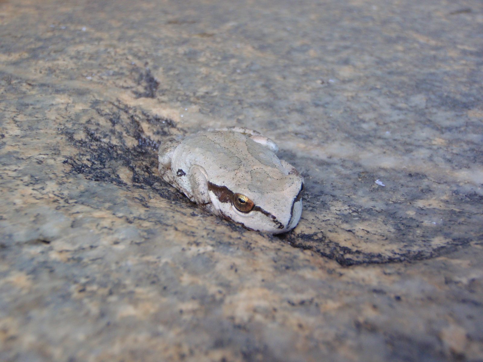 Frog still here in the morning.  Did he move?