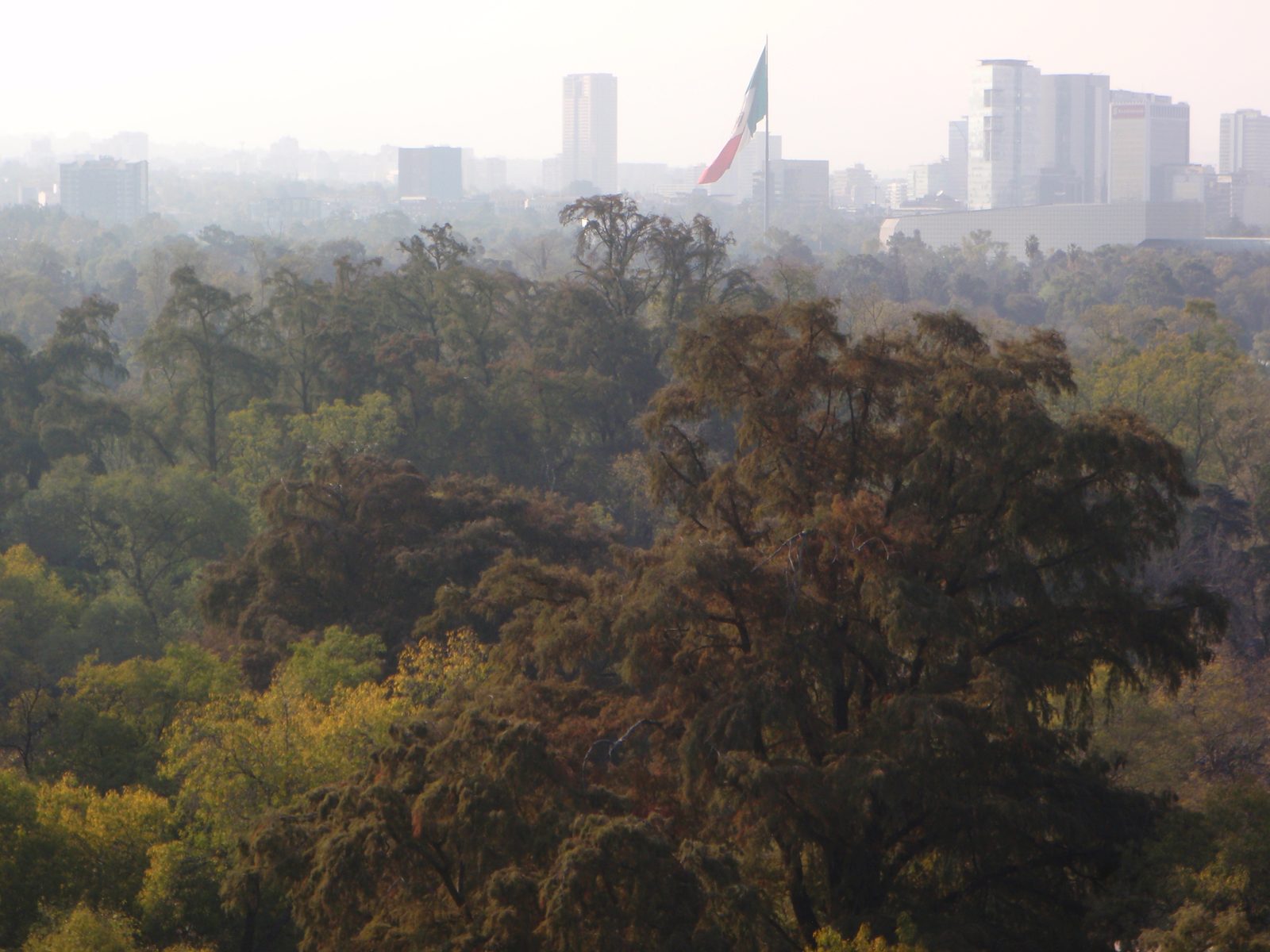 Chapultepec Park almost looks like a jungle when viewed from the canopy level.  Looking west out...