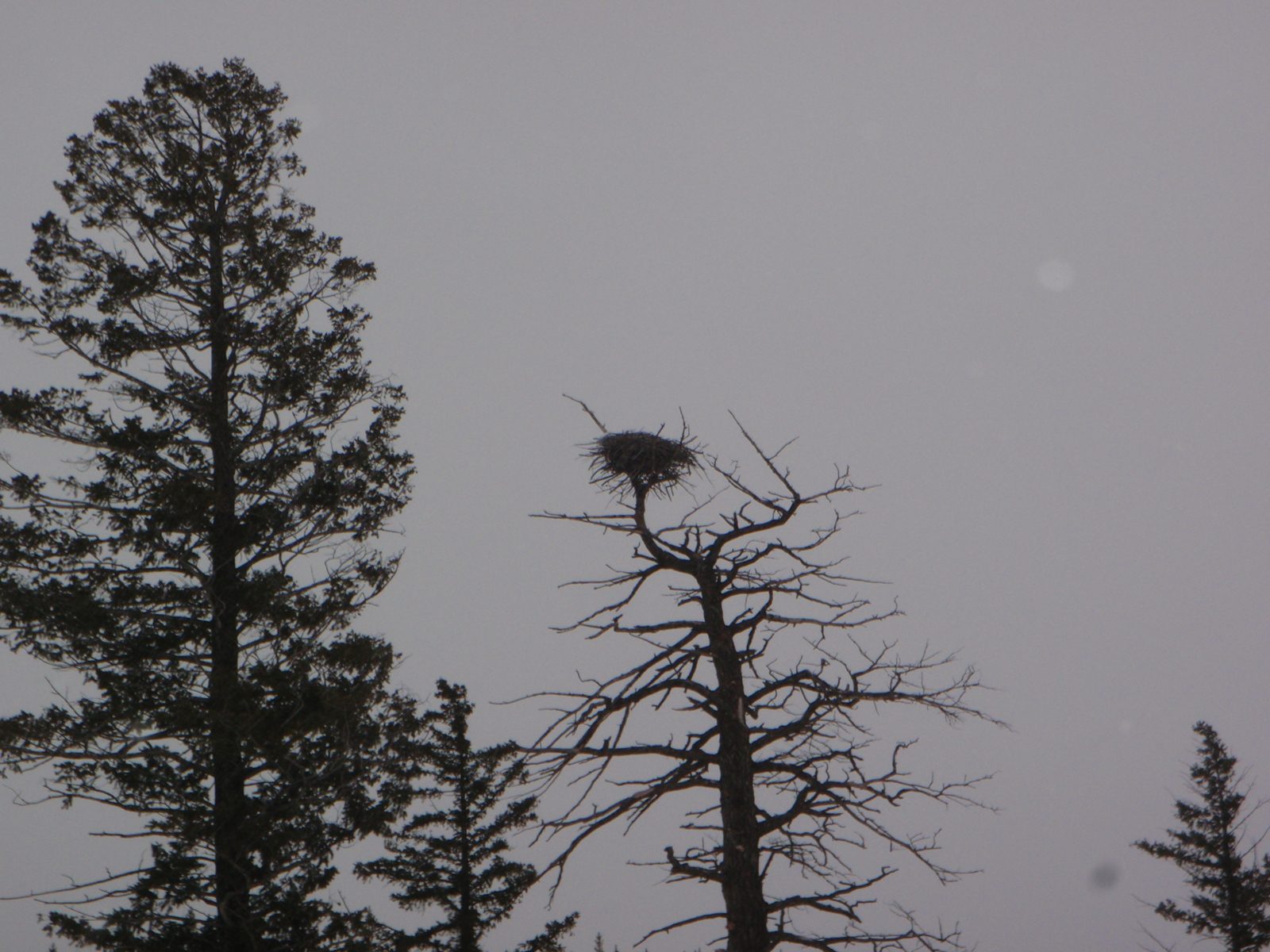 A bald eagle nest.  I think it is about 8 feet across.