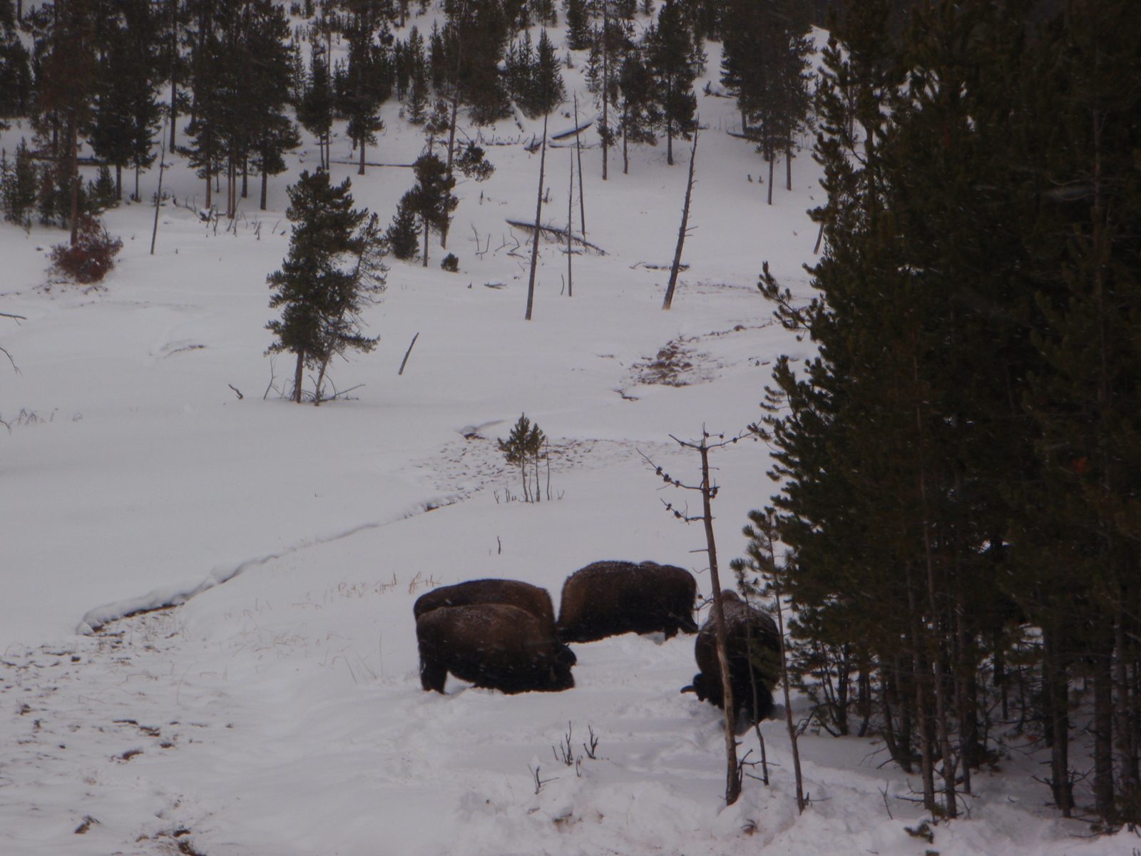 Bison collecting vegetation from under the snow.