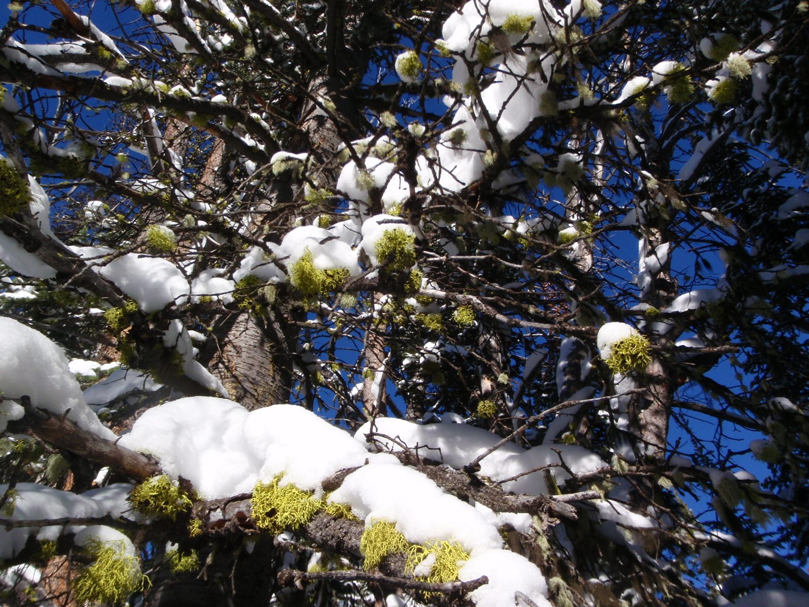Awesome lichen and snow covered tree branches.