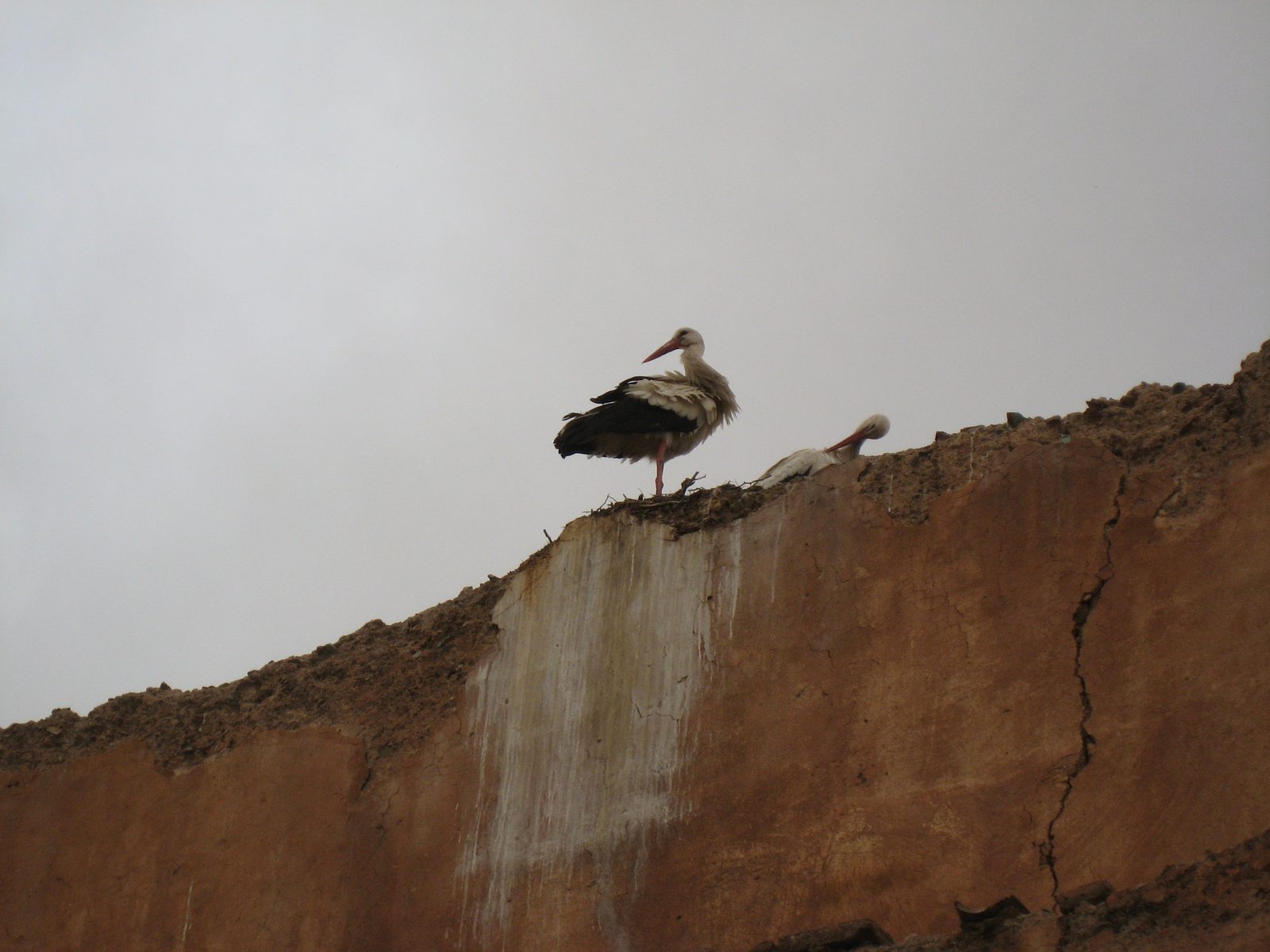 A stork on top of the El Badi Palace in Marrakech. 
