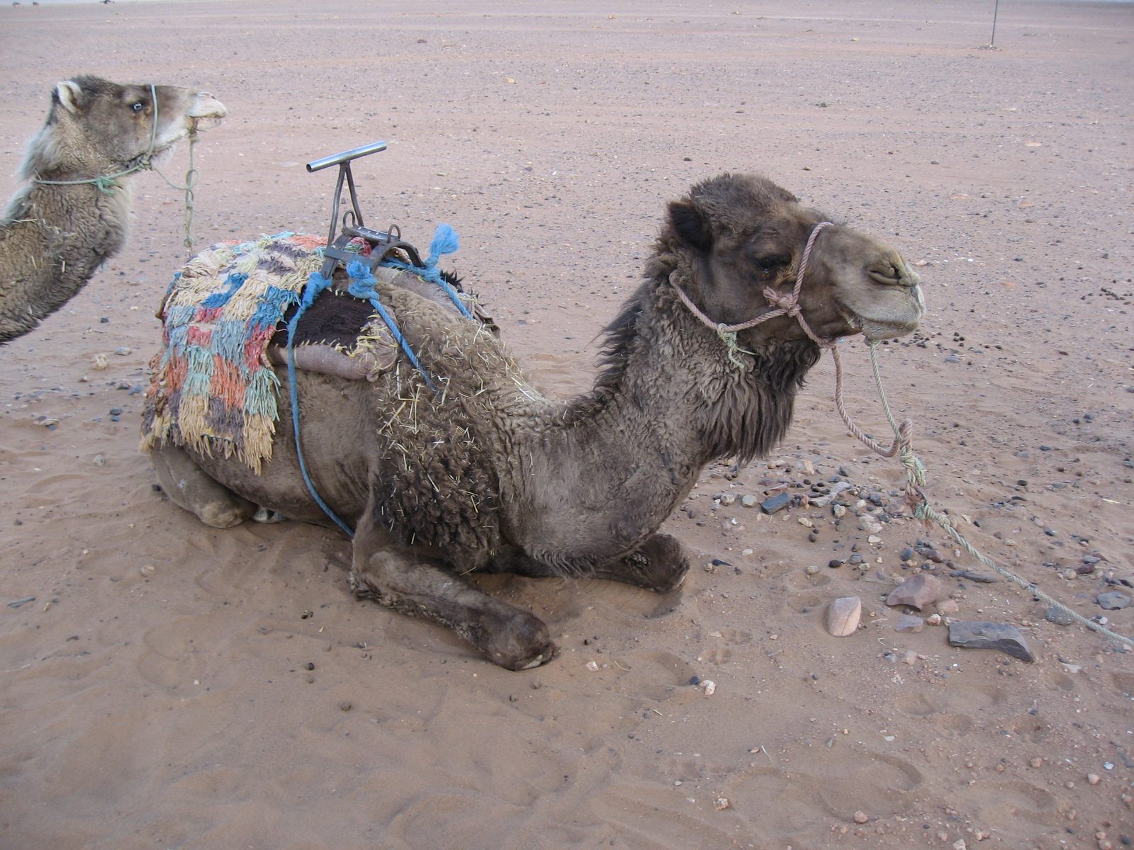 One of our many forms of transportation while in Morocco, which, as Trevor remarked, is neither...