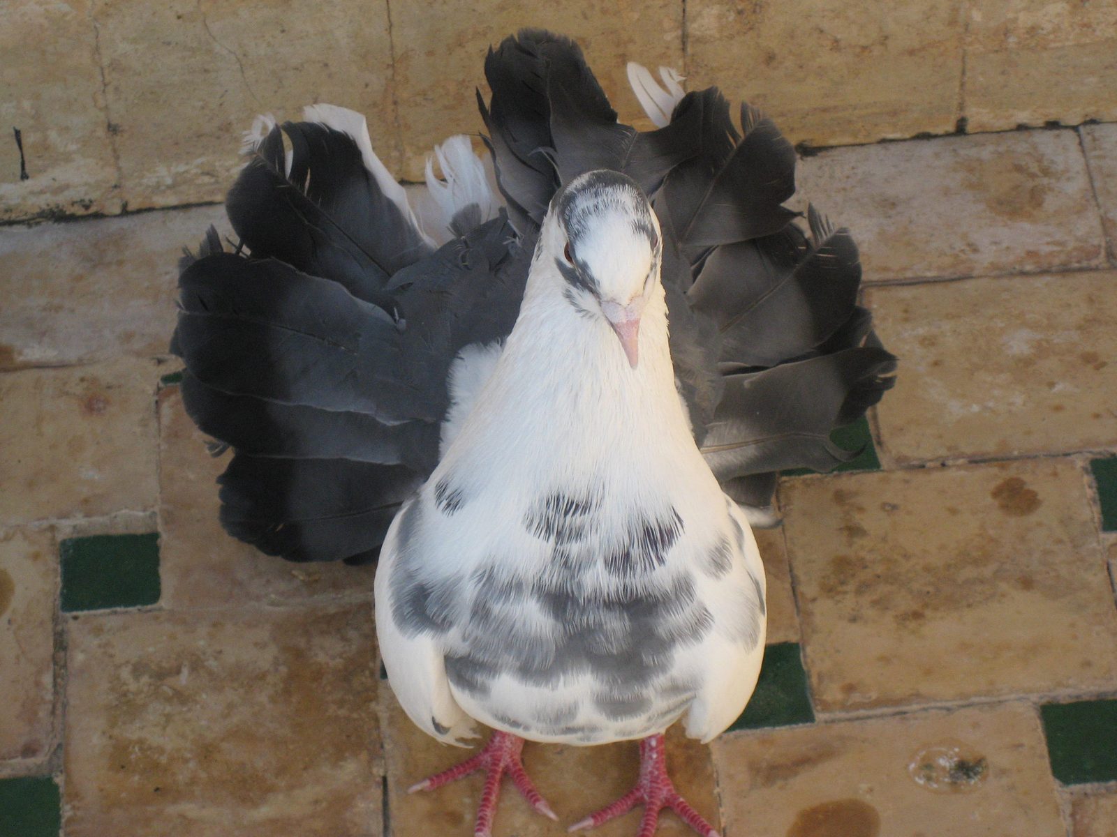 An interesting bird that seemed to be someone's pet on the roof of a museum of artisan woodwork...