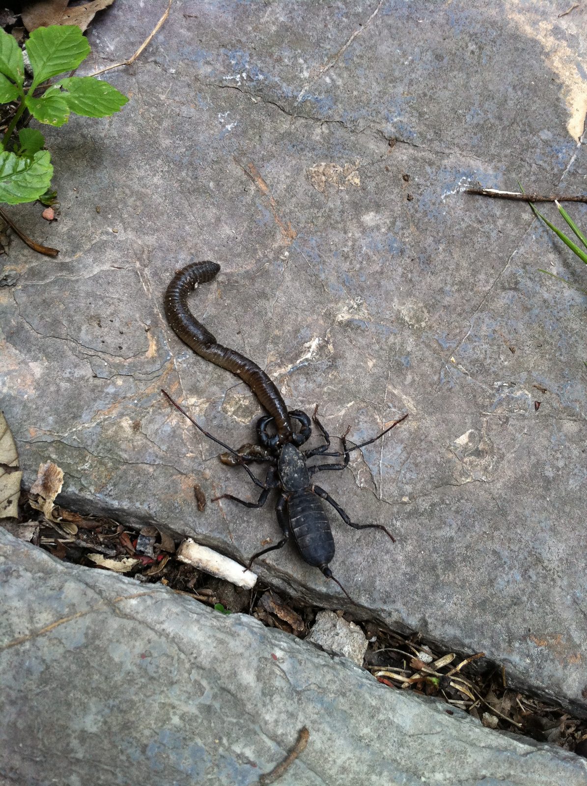 Huge scorpion-like bug eating a worm.