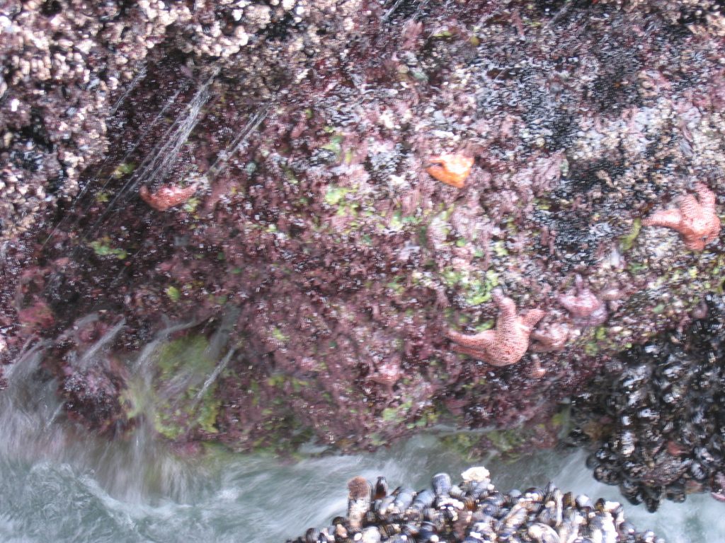 Common sea stars and California mussels.  Sorry it's a bit blurry. The surf was intense and we...
