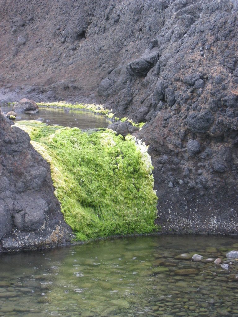 A seaweed waterfall connecting two tidepools.