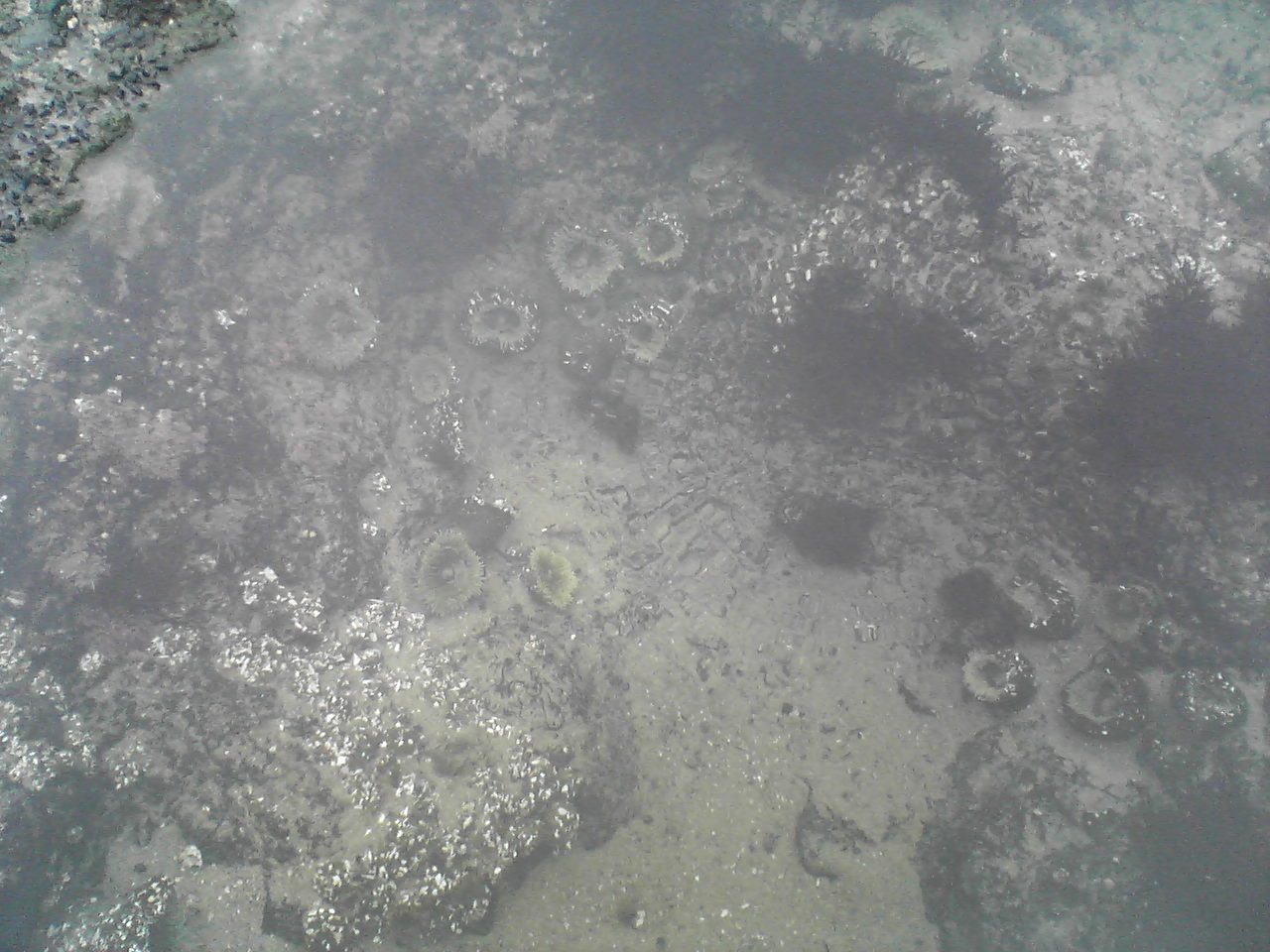 Green sea anemones!