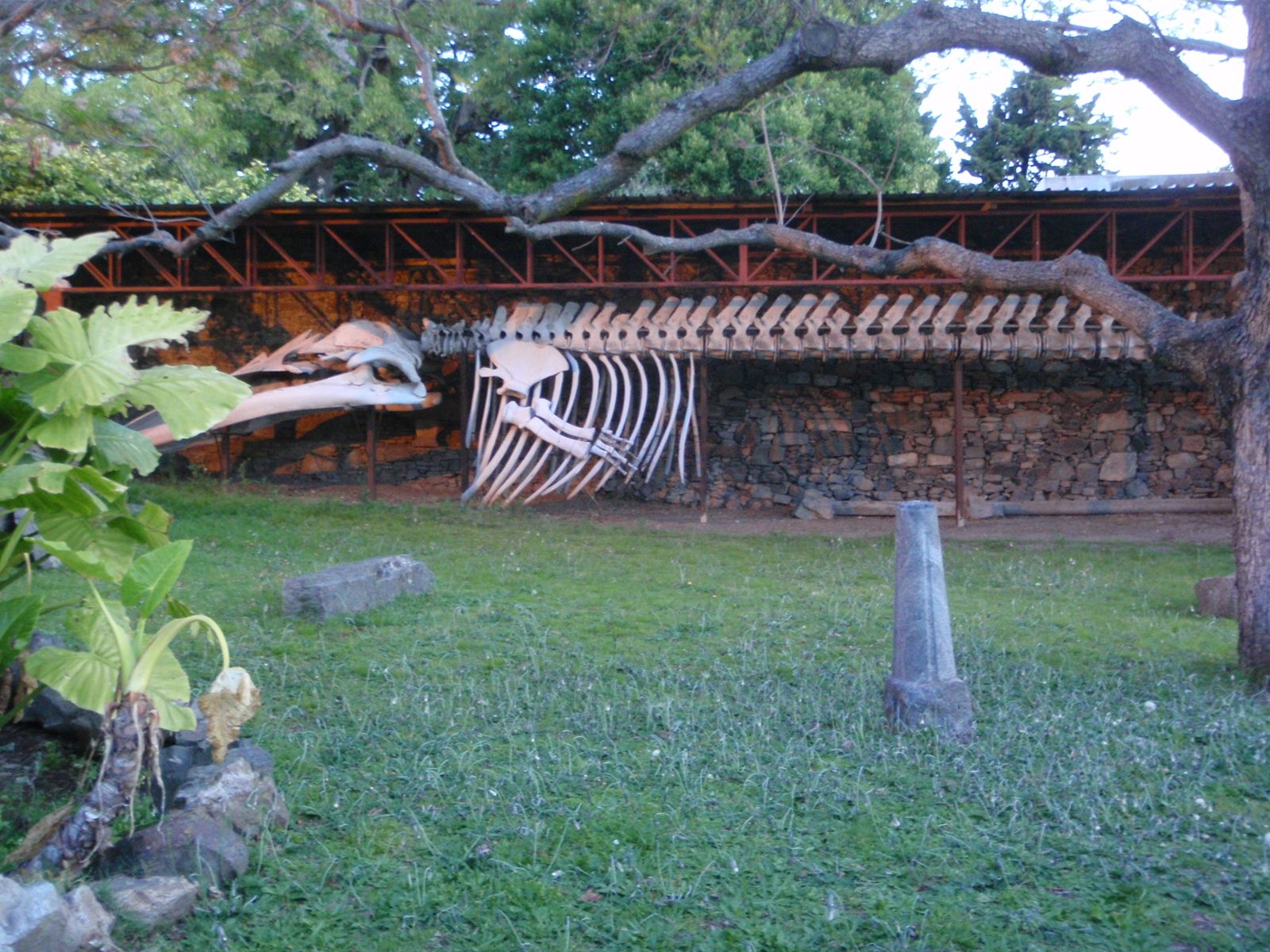 Whale skeleton.  I think it maybe was a sperm whale.