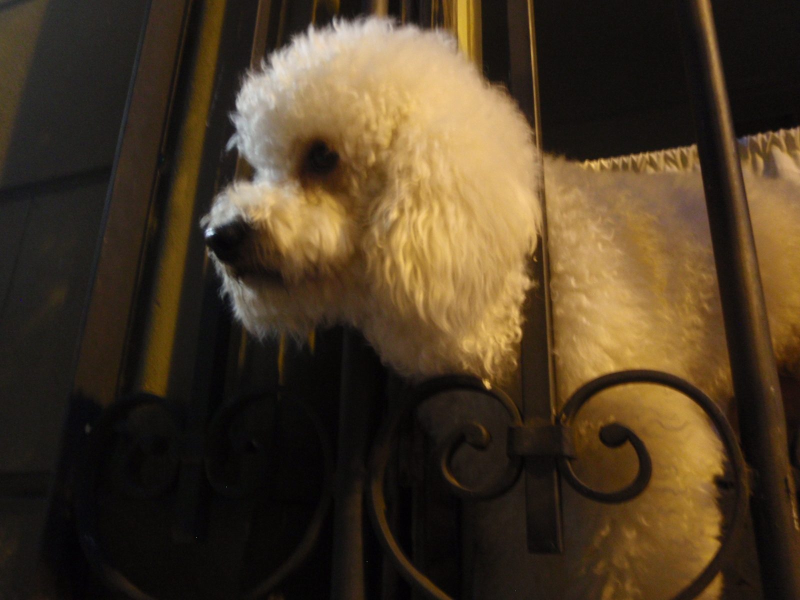 Imprisoned poodle.  Spotted in San Telmo.