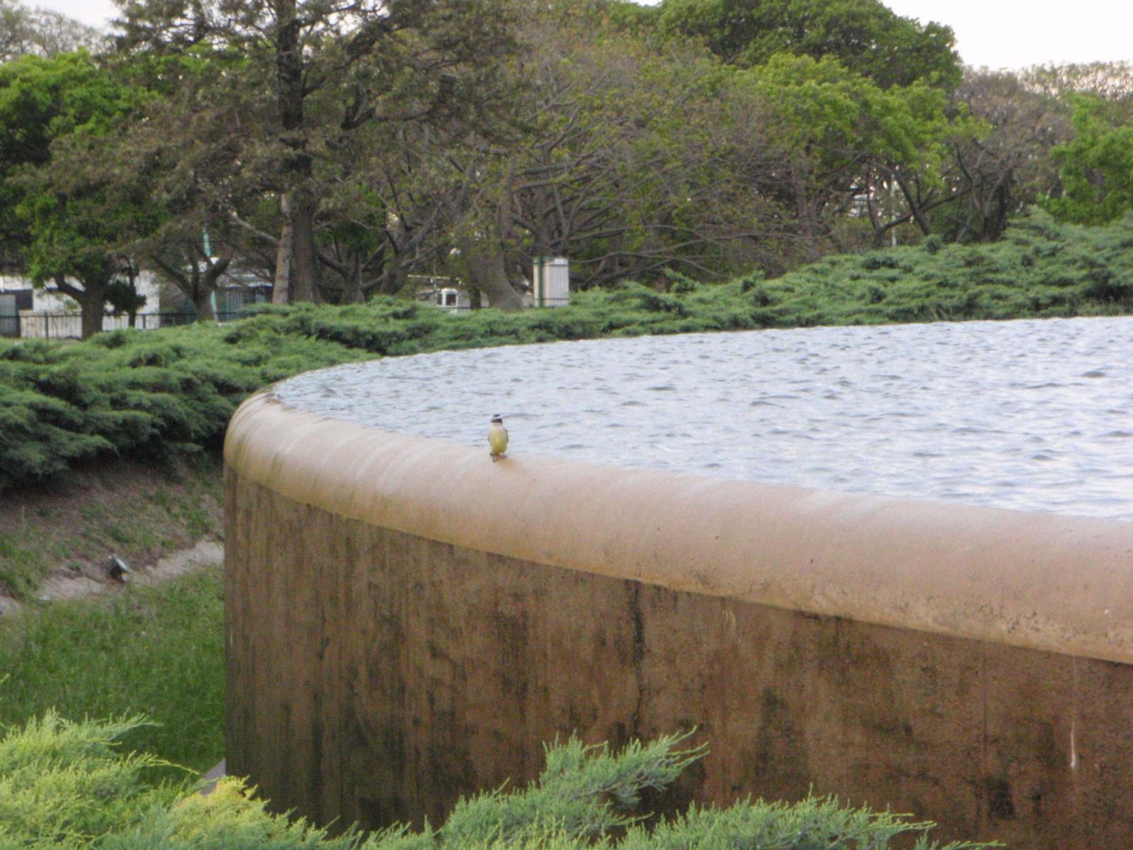 Funny looking tropical bird sitting on the edge of Floralis Genérica.