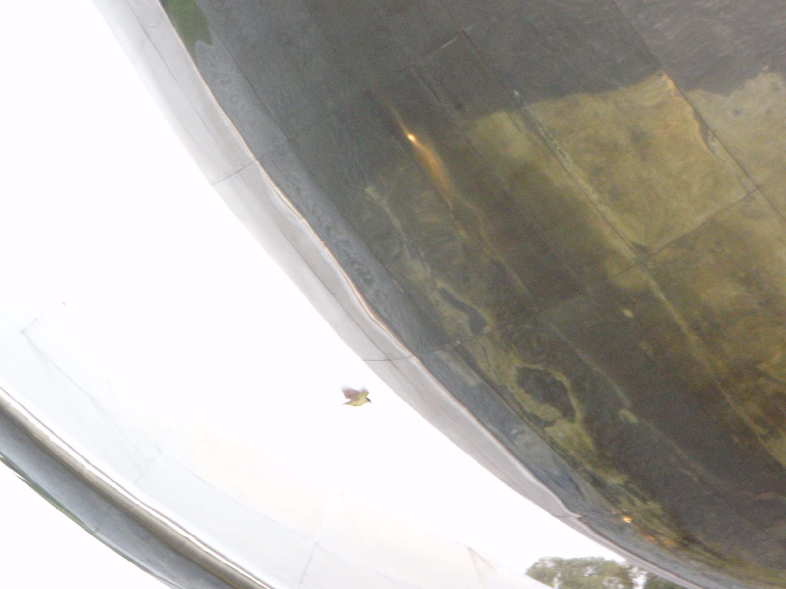 Bird flying around in the giant flower.