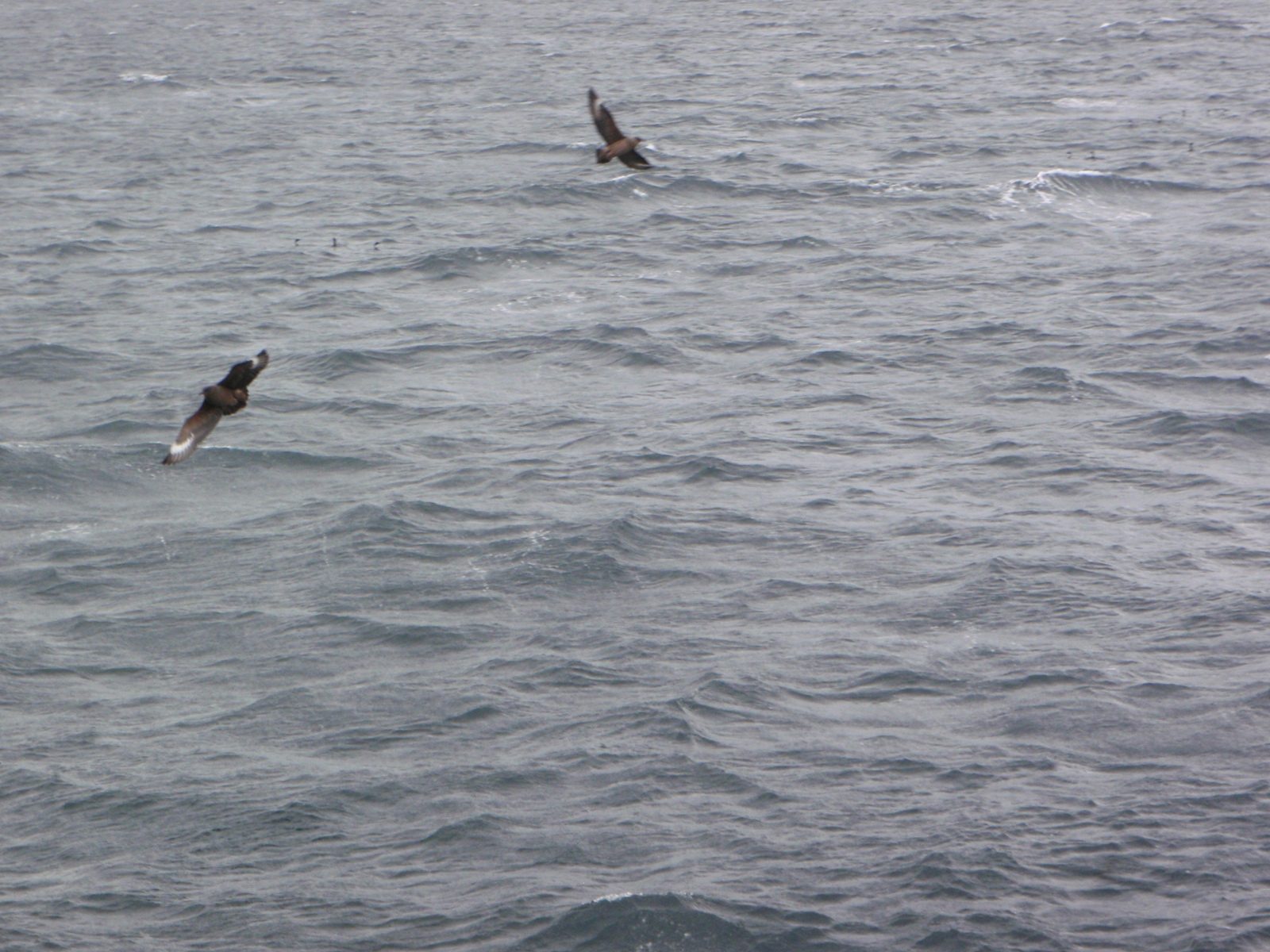 Lots of wildlife to look at.  I think these were either albatross or another sort of bird whose...