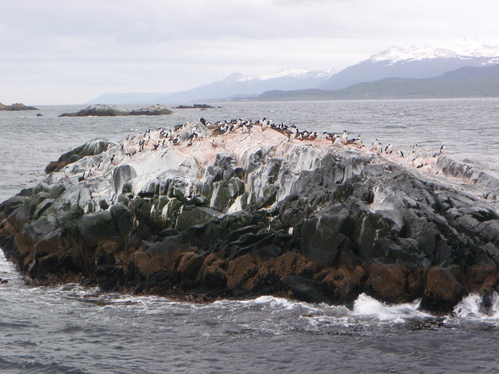 Island of king cormorants, which basically look like flying penguins.  Great example of...