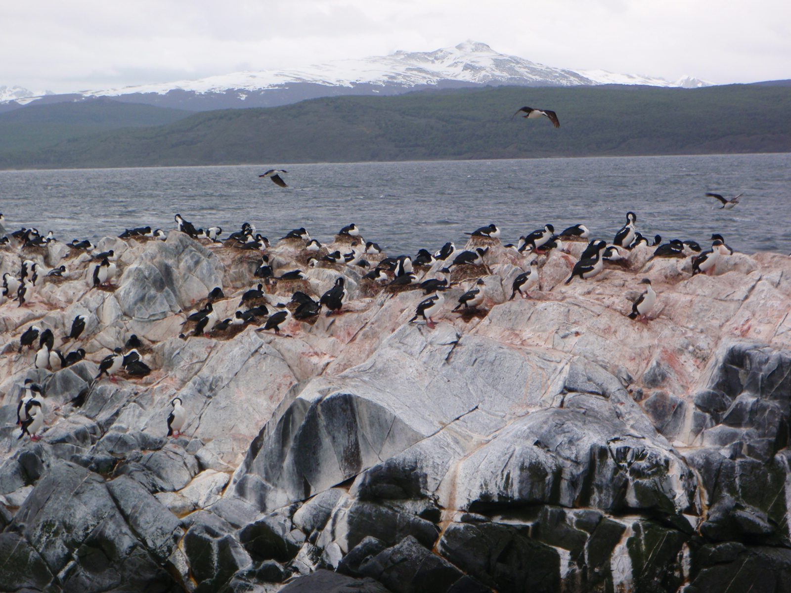 Nesting king cormorants.