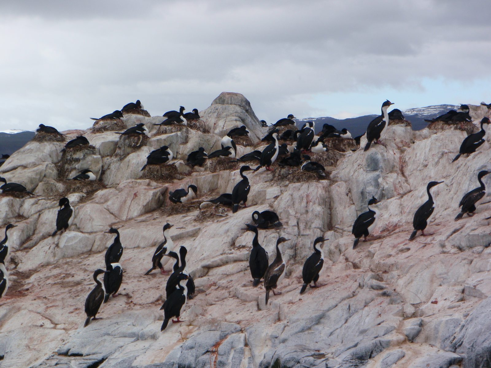 More nesting king cormorants.