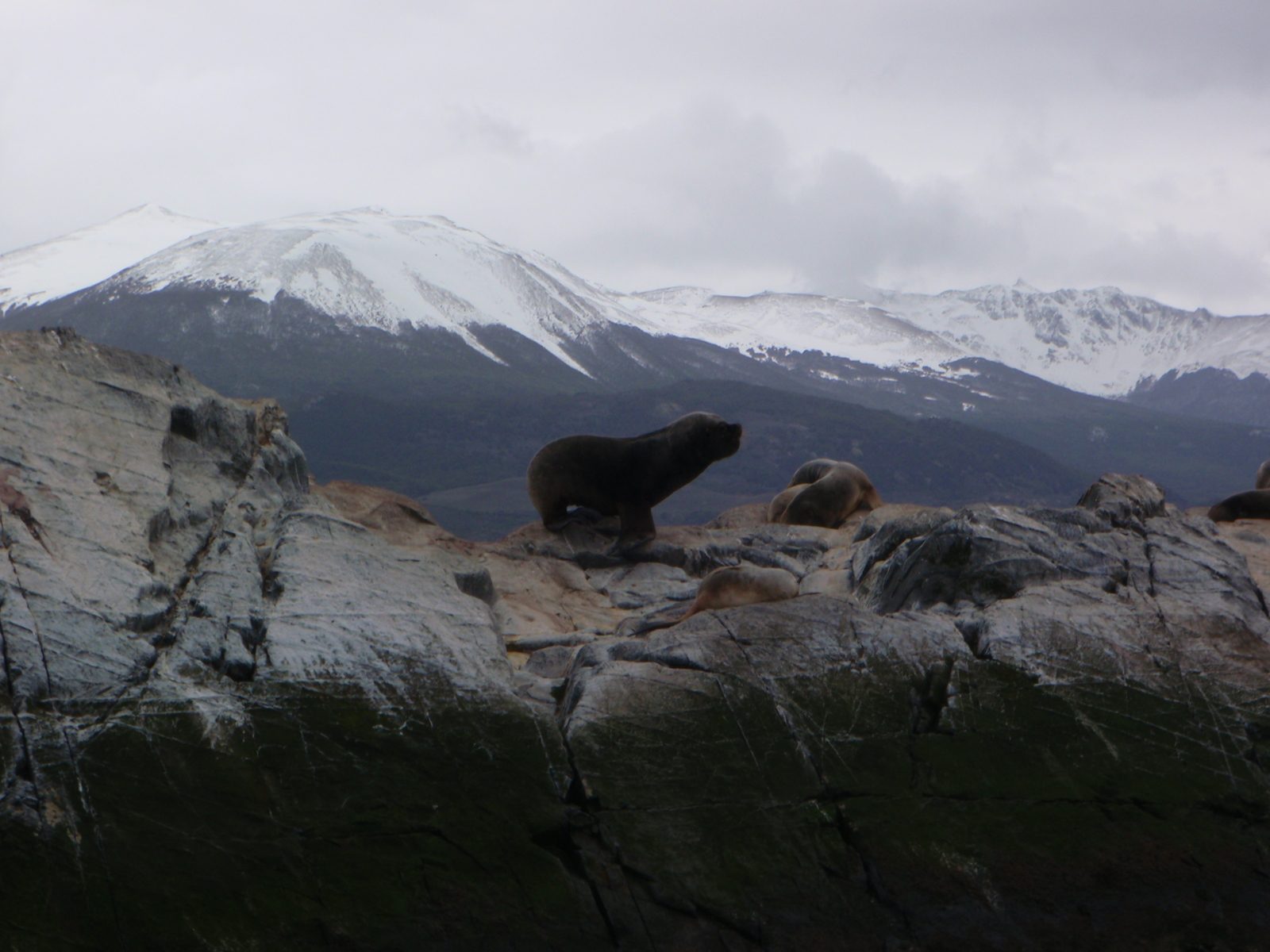 Alpha male sea lion protecting his harem from our boat.
