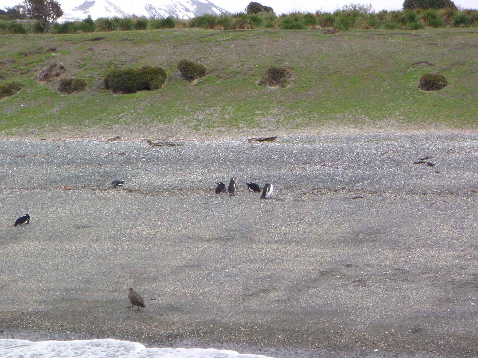 Magellanic penguins!