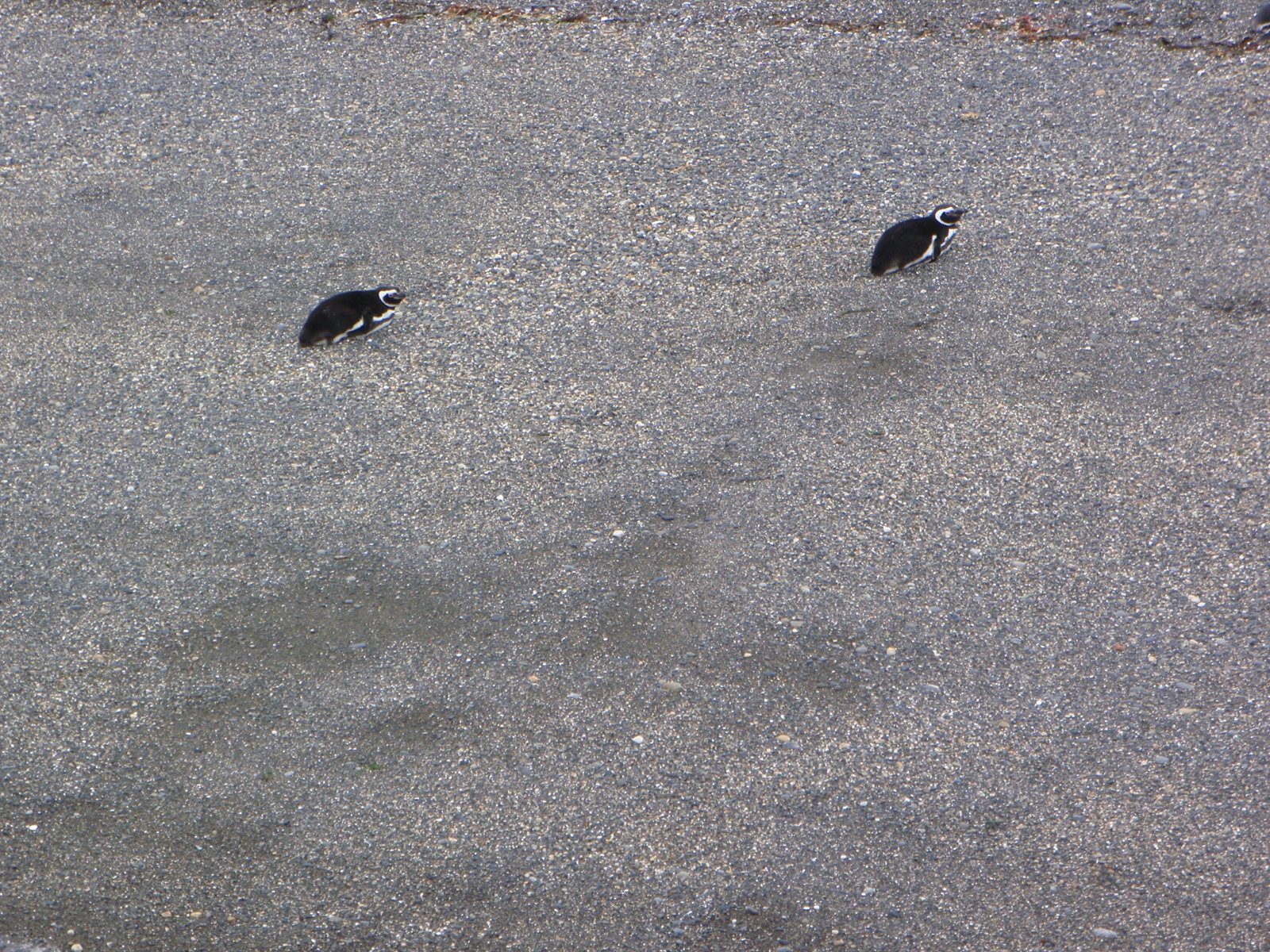 They were really cute, and only a little ridiculous looking sitting on their nests.