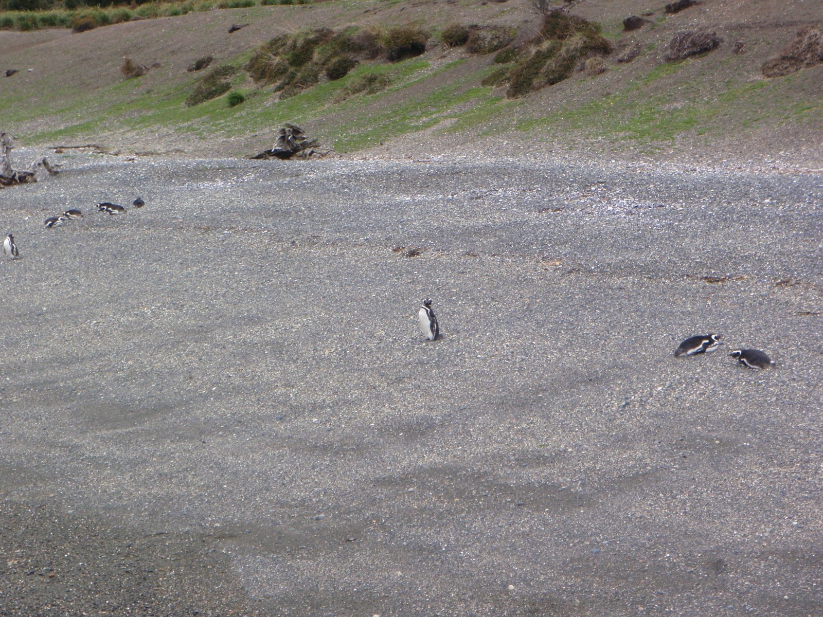 Penguins on the beach.