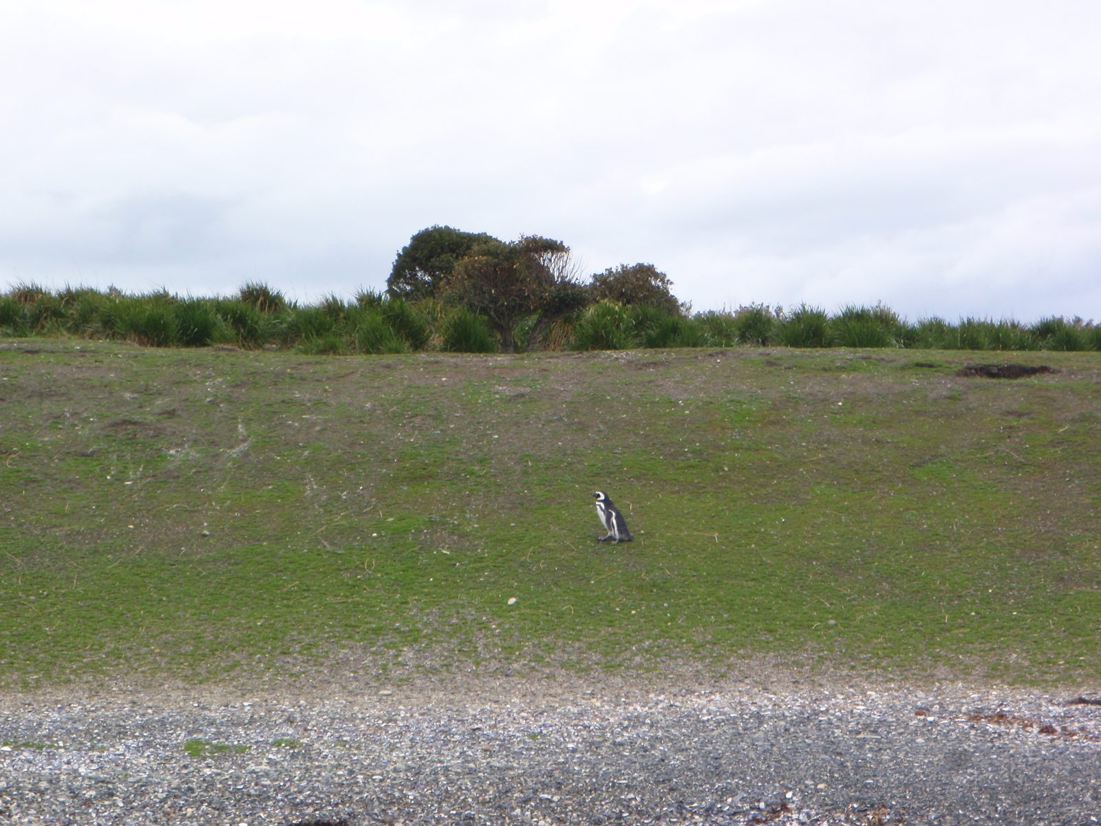Magellanic penguin.