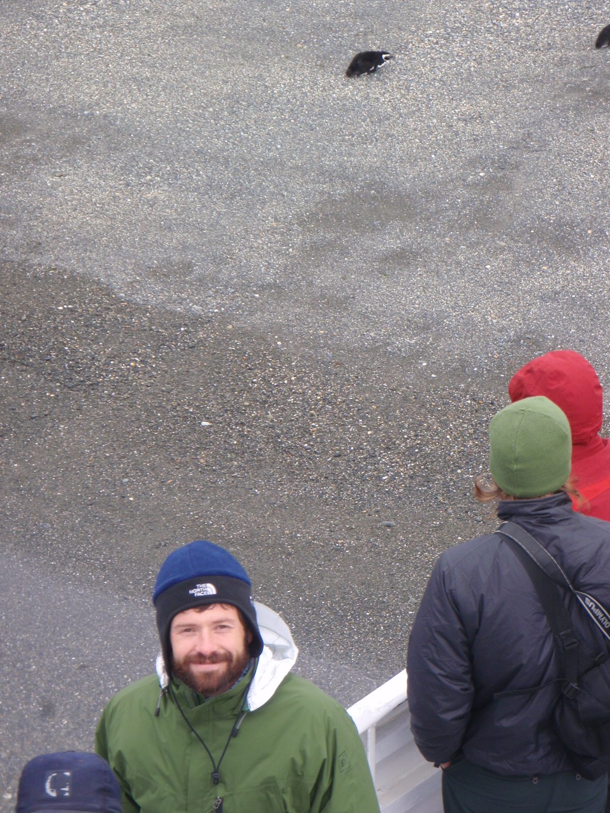 Jay with a penguin in the background.