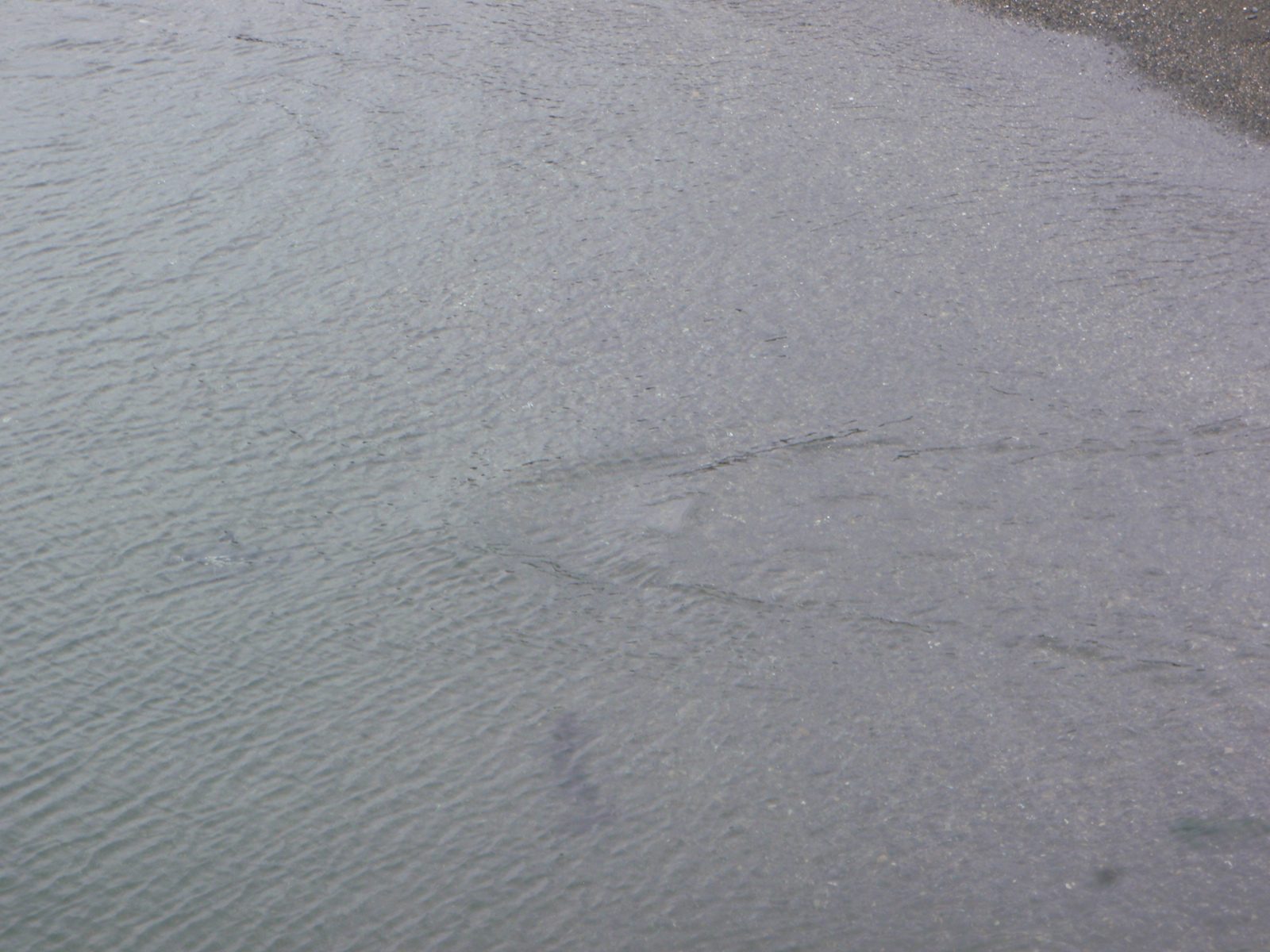 Penguin swimming (can you see him at the left of the photo?).