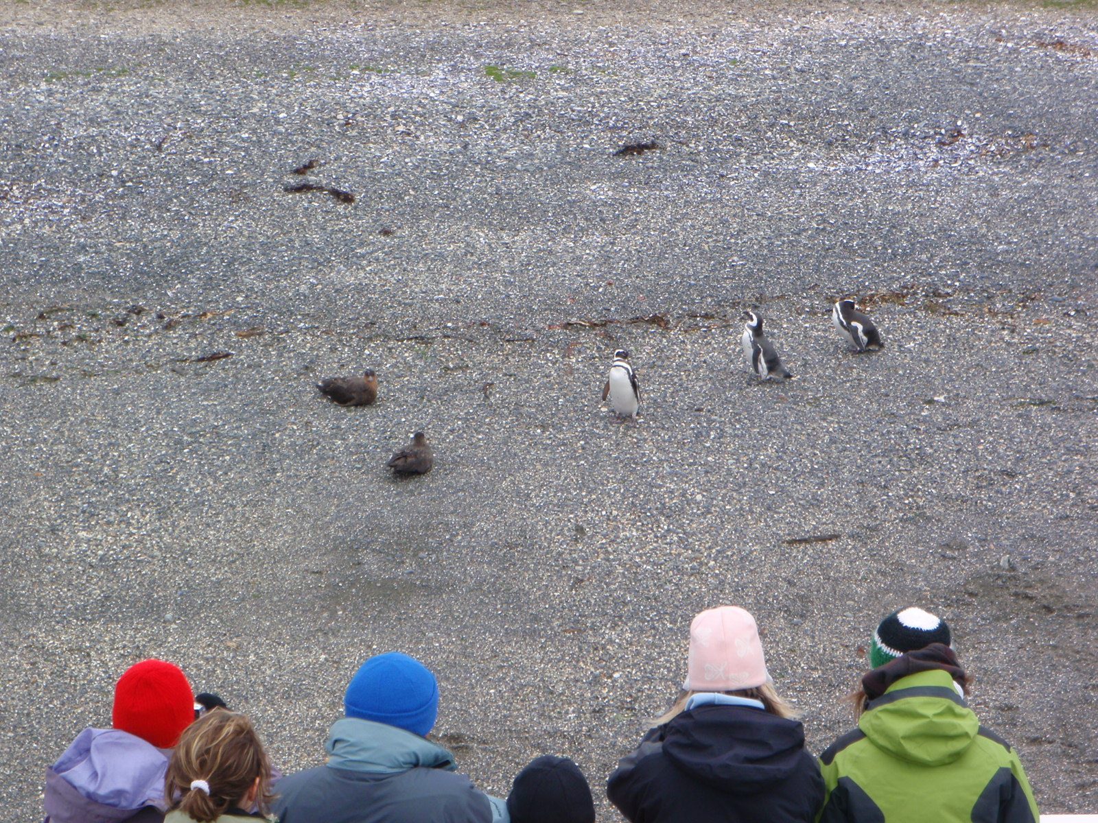 Tourists with penguins, who seemed to be involved in some sort of border dispute with these other birds.