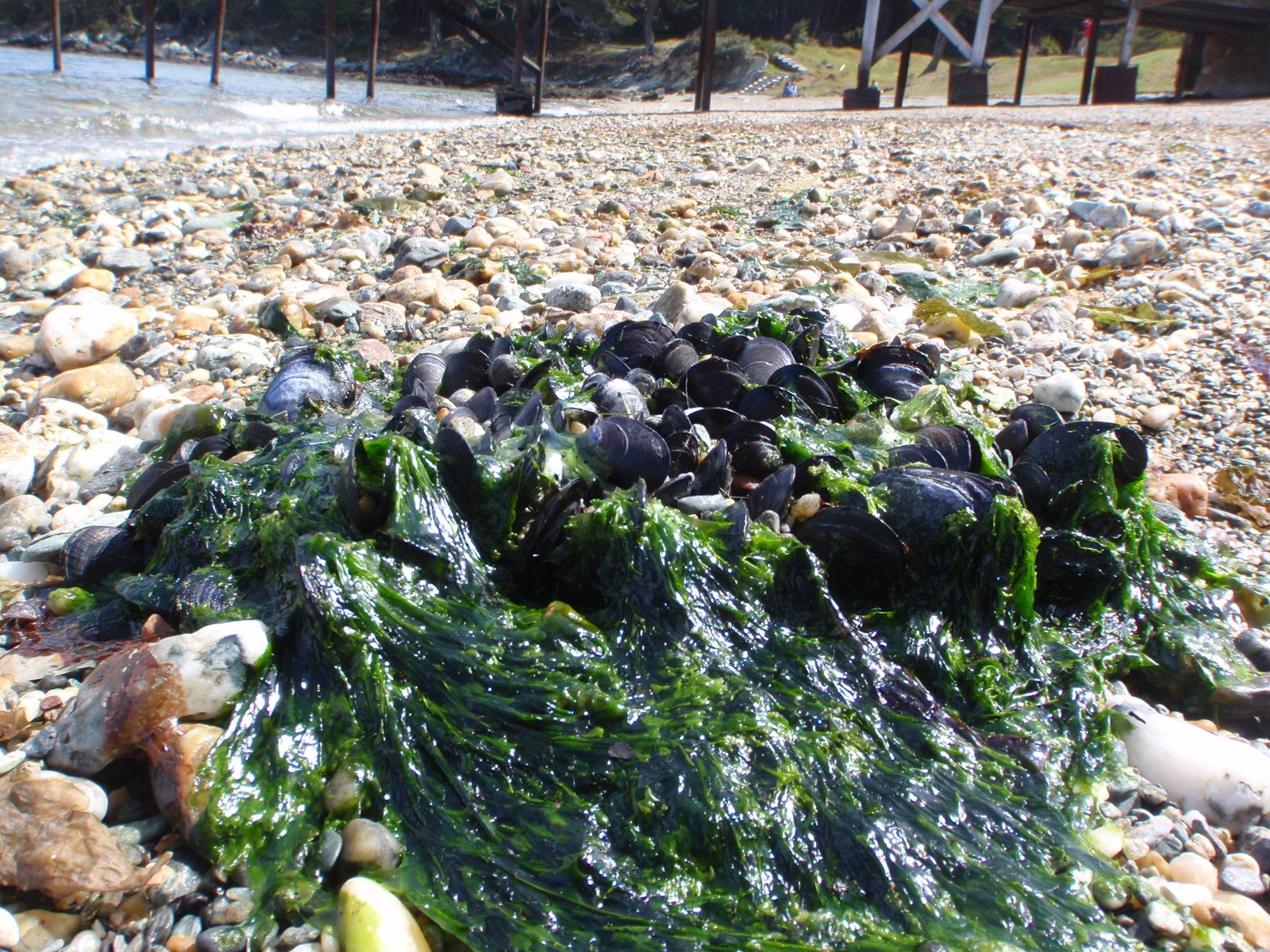 Mussels on the beach!  Not to be eaten.  A) It's a national park B) there's often red tide.  Scary!