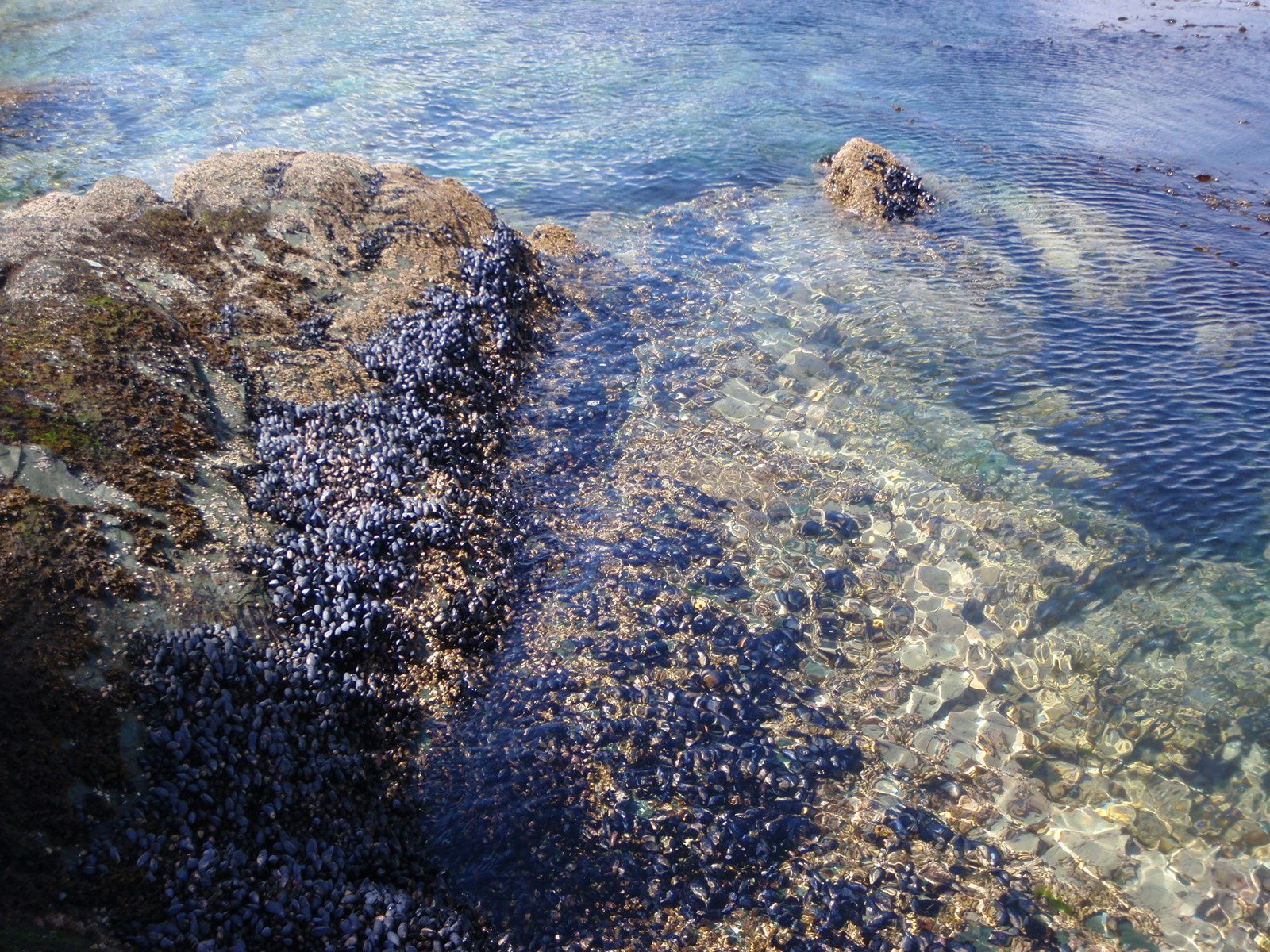 Beds of mussels and limpets growing by the shore.