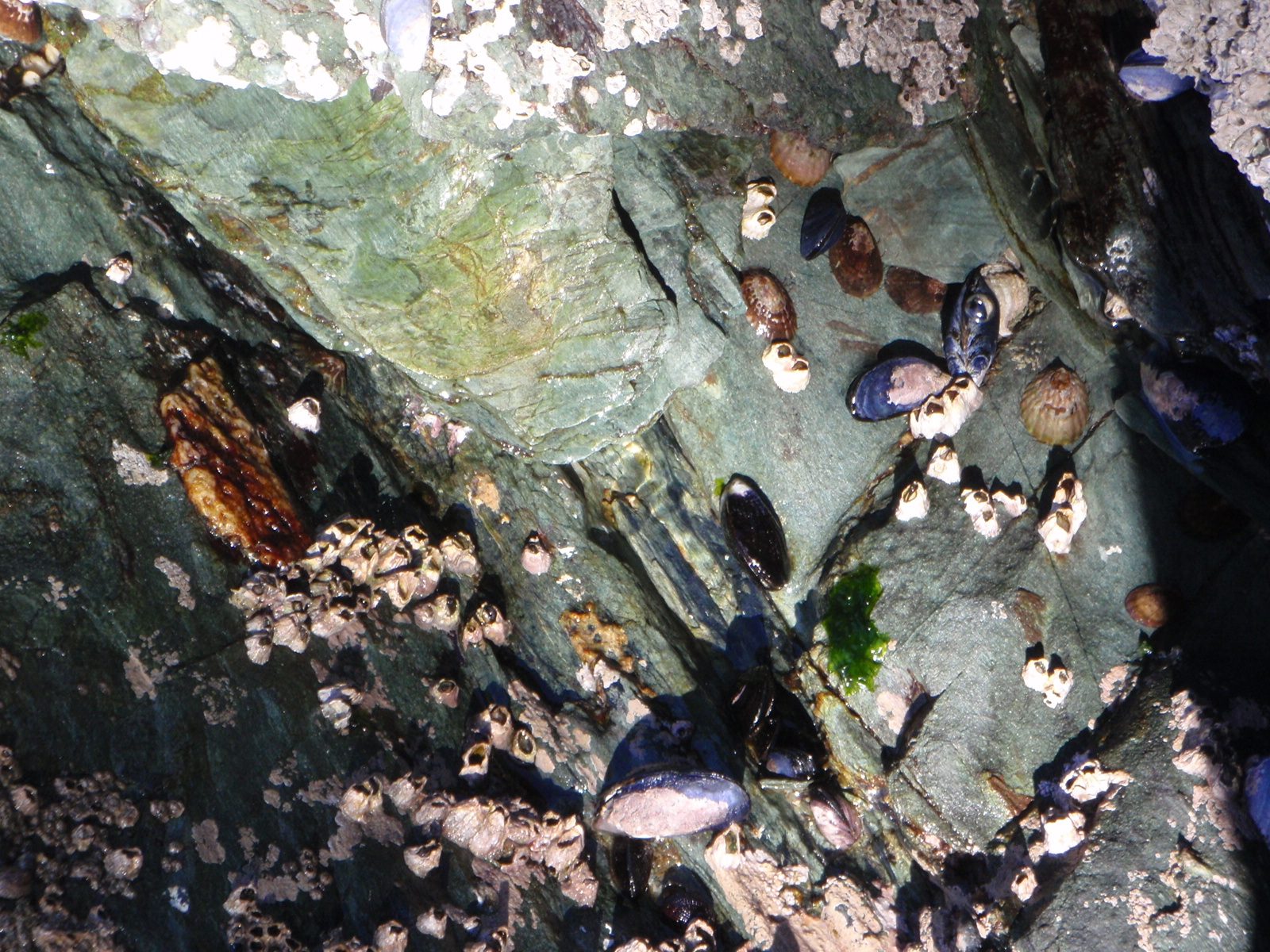 Mussels and limpets close up.
