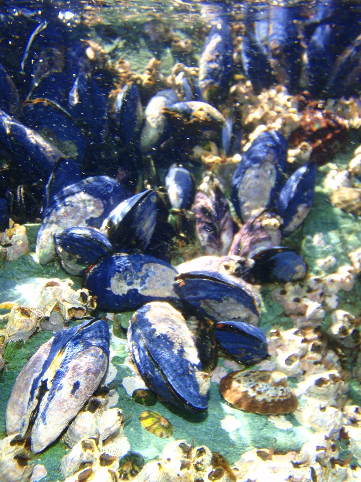 Mussels underwater.  Some look to be open slightly.  Perhaps they are feeding.