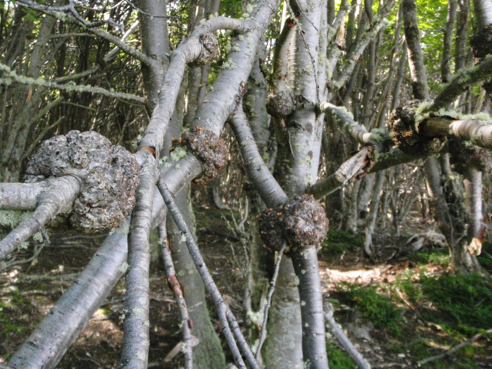 Weird bulbous growths on the branches and roots of trees that sort of resembled mangroves.