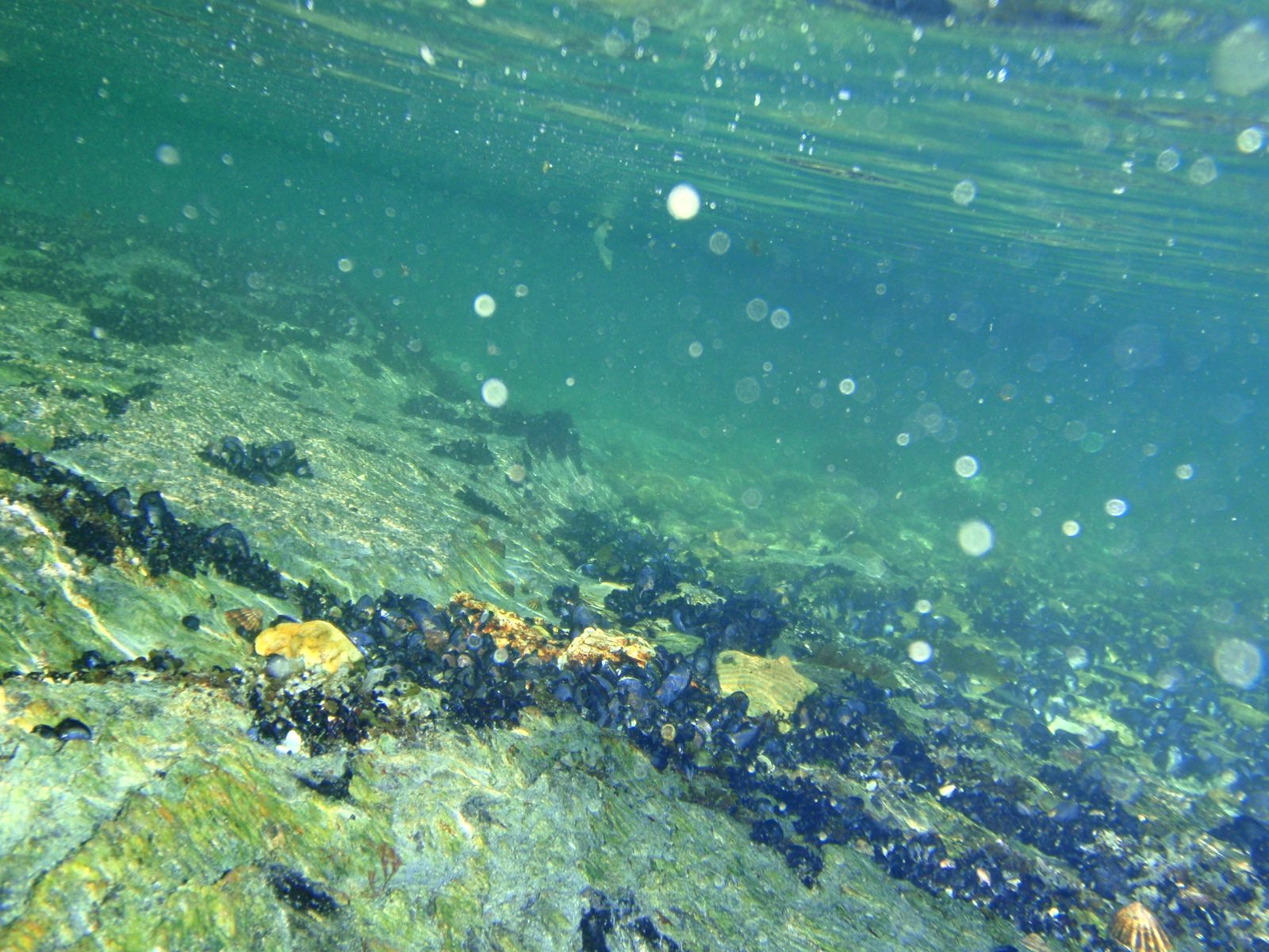 More mussel beds from underwater.