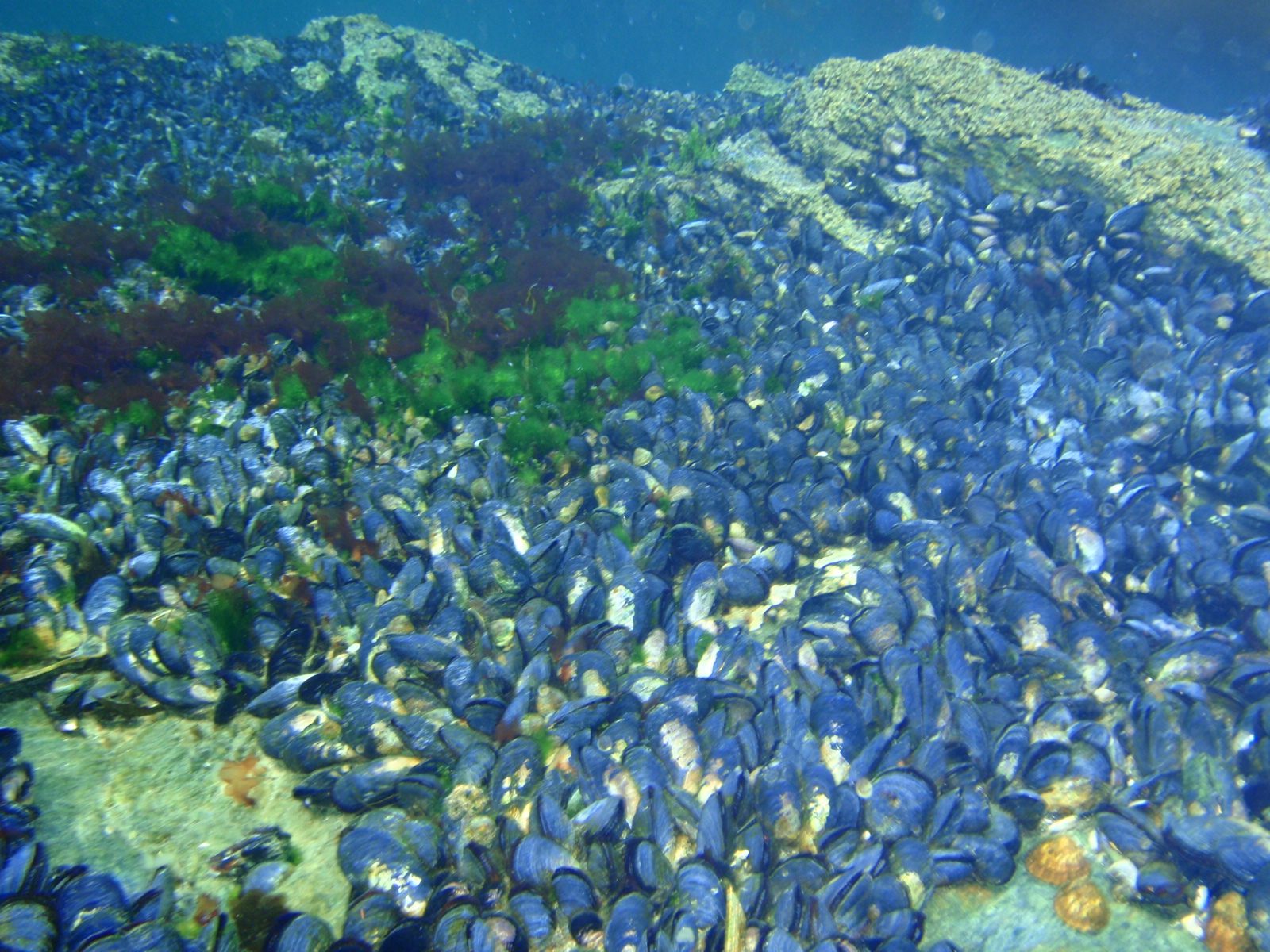 Lots and lots of underwater mussels.