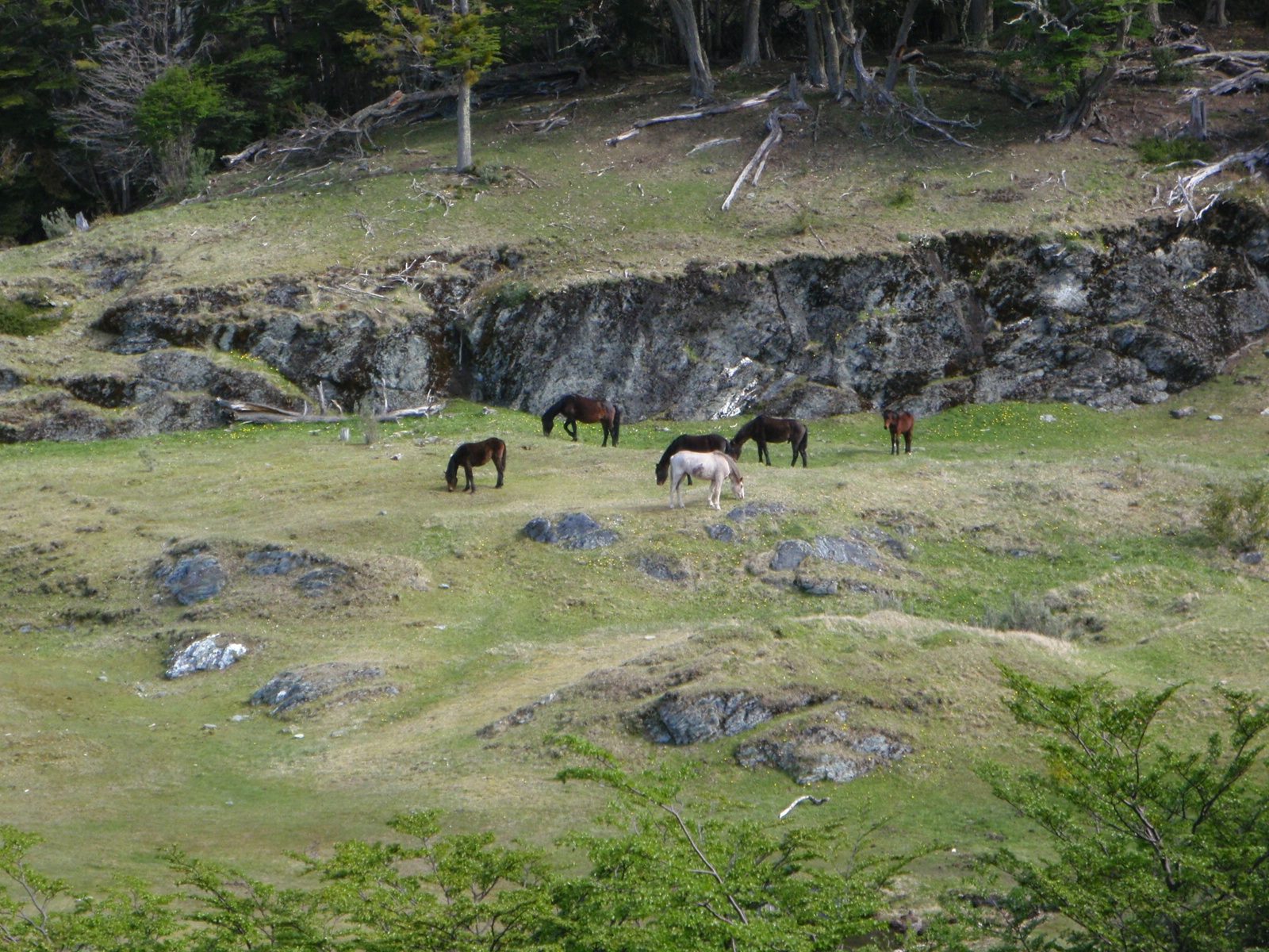 Wild horses.  I thought so, though I guess Jay made the point that they probably belonged to...