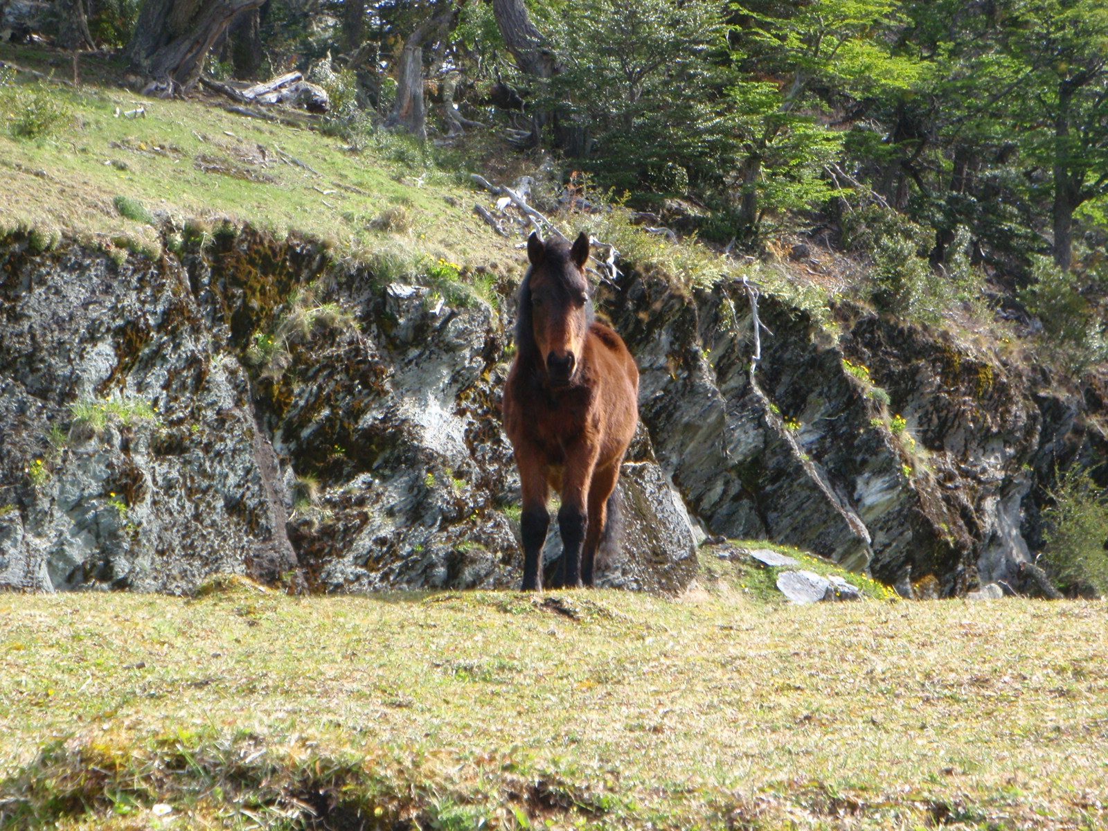 Hello, horsey.