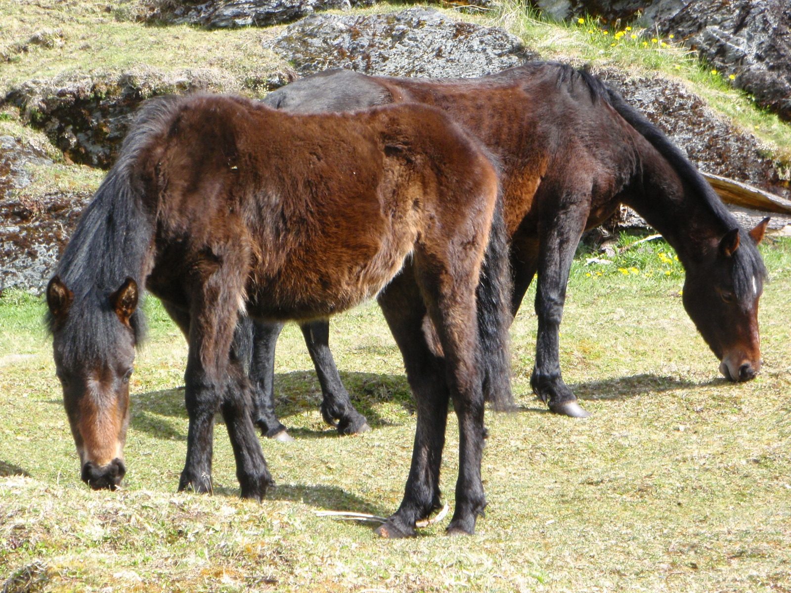 Mangy looking animals.  They seemed pretty tame though.