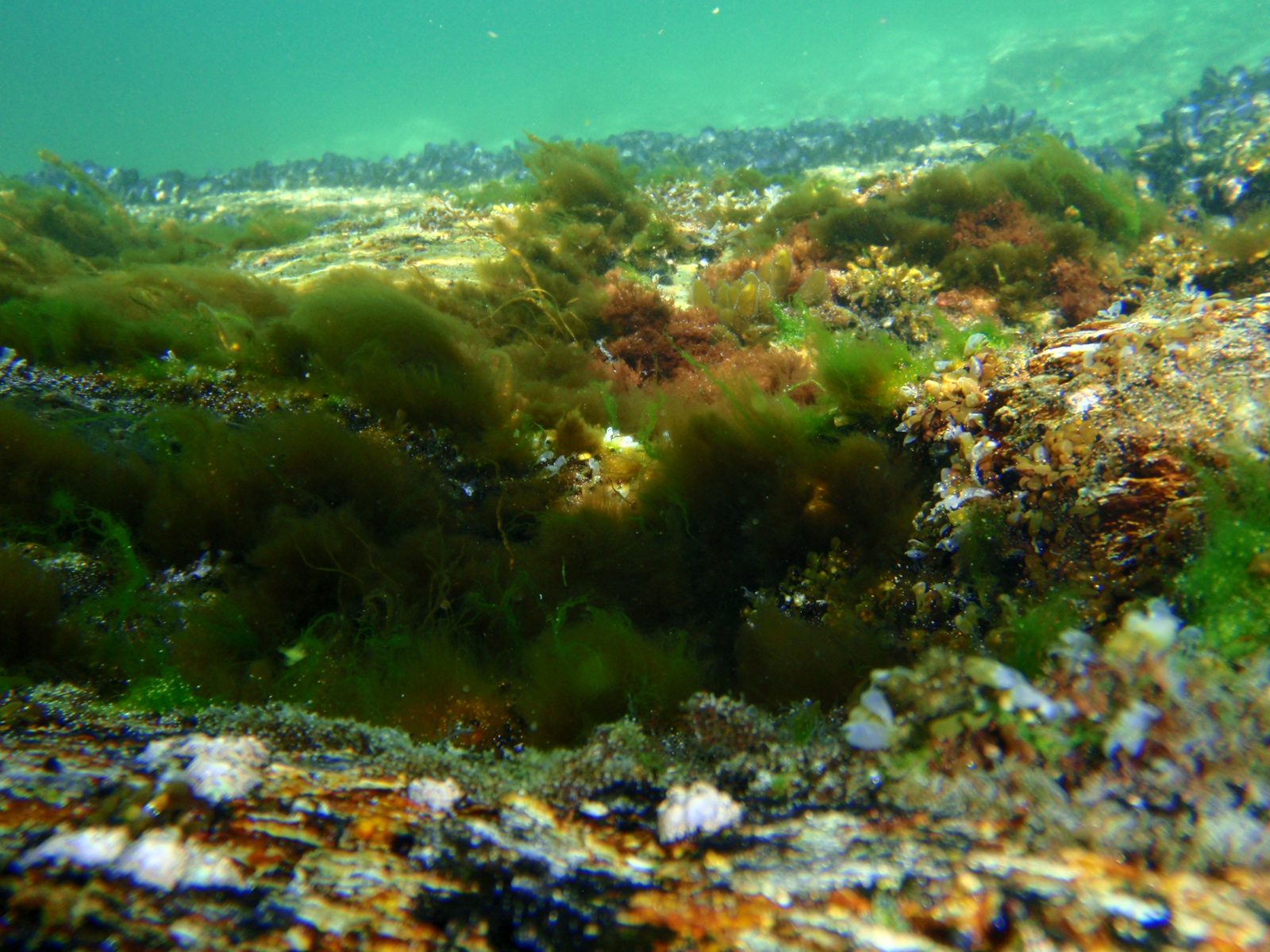 Bright green sea grasses!