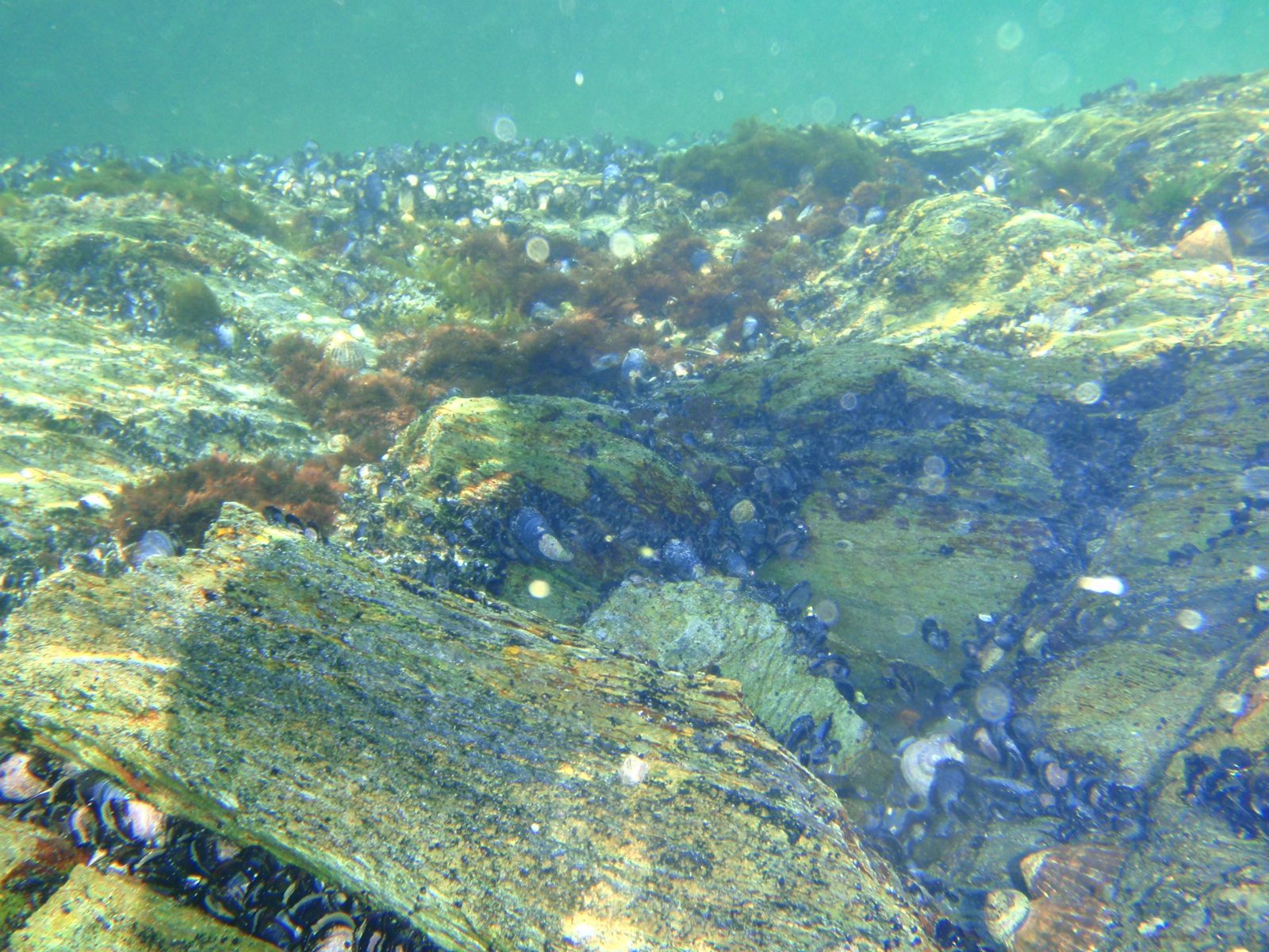More mussels. I had fun taking these underwater shots.