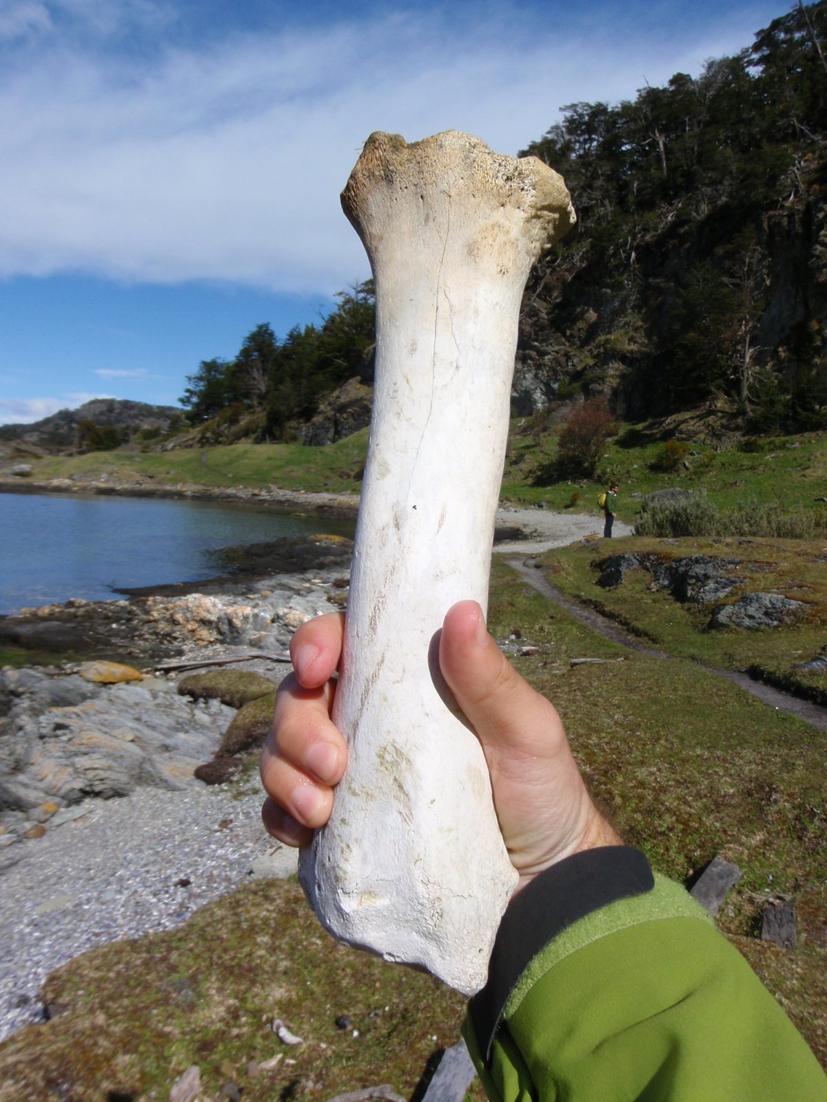 Mysterious bone from some unknown beast.