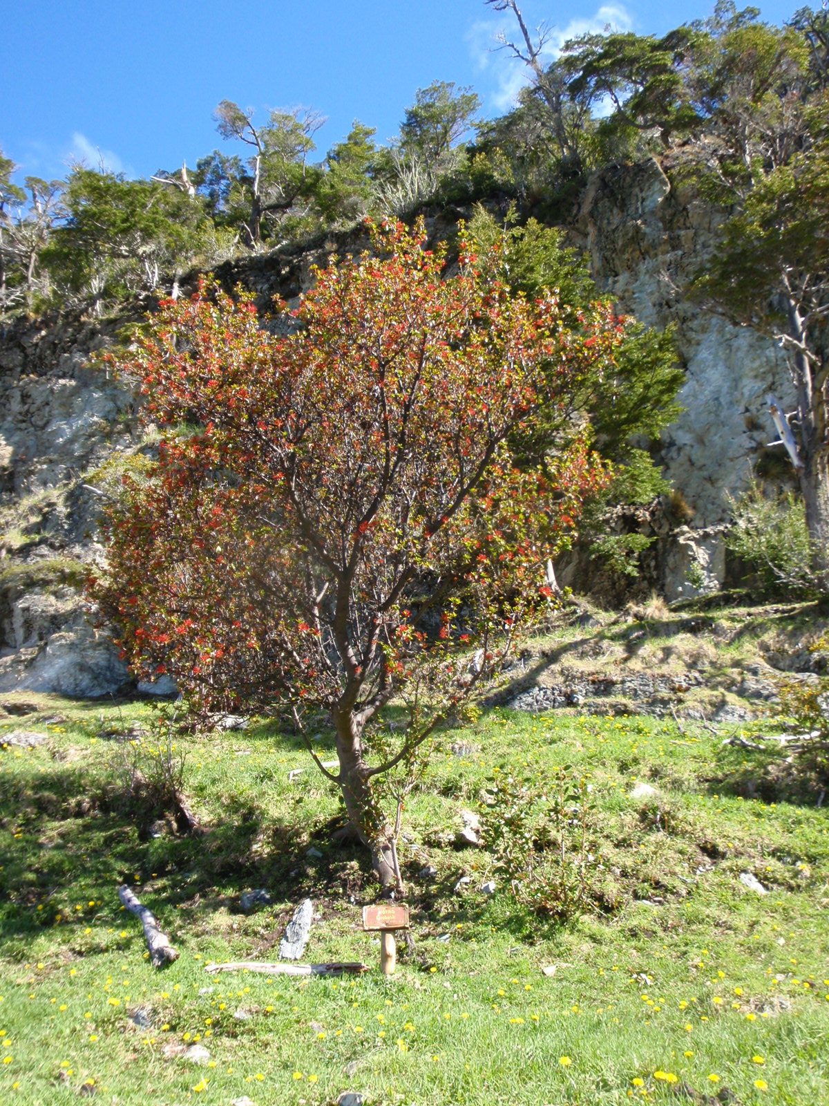 I think this was called a fire bush and we saw these everywhere.  Very bright red flowers, which...