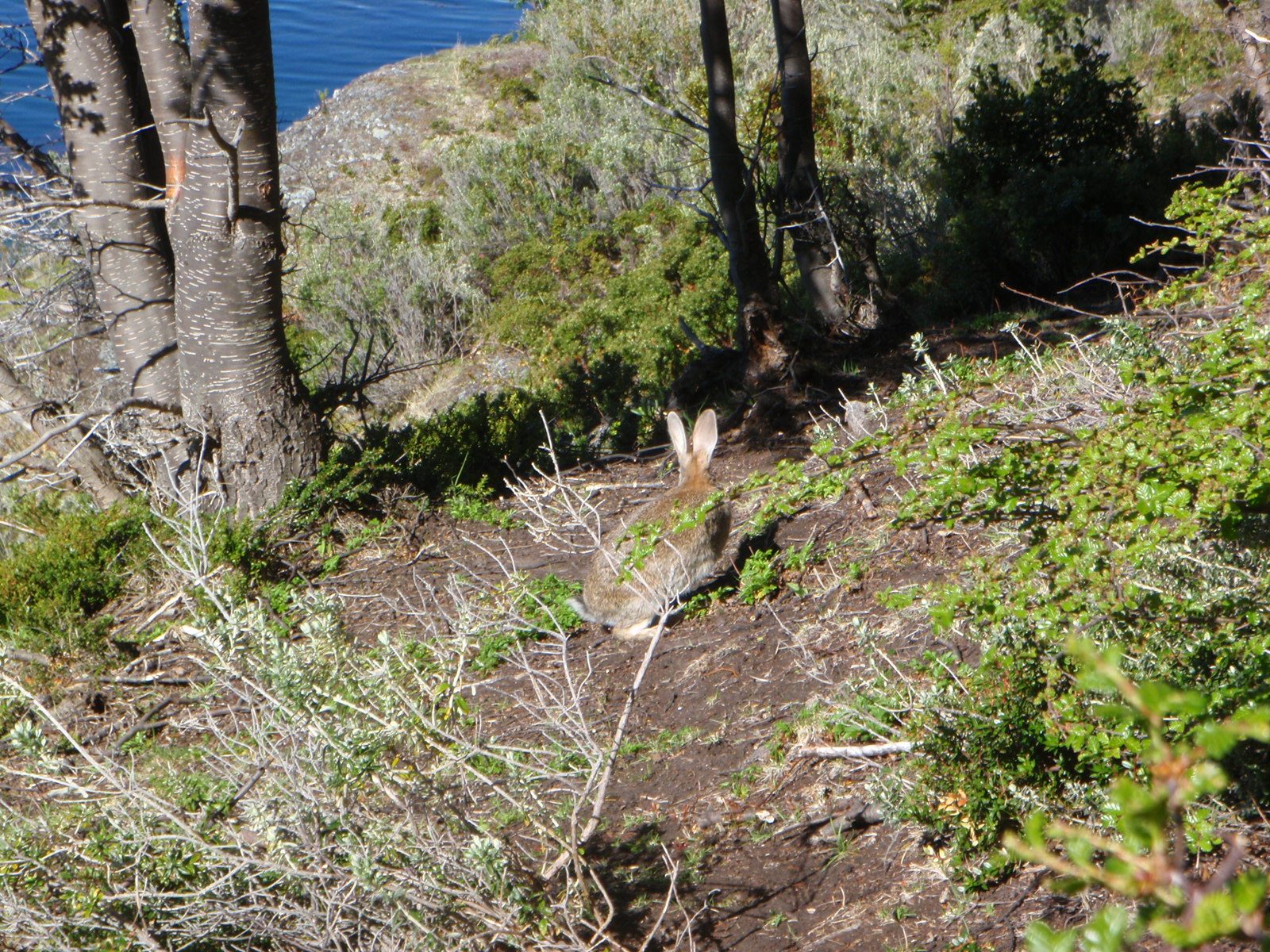 So apparently at one point European settlers introduced rabbits and beavers to the island, and...